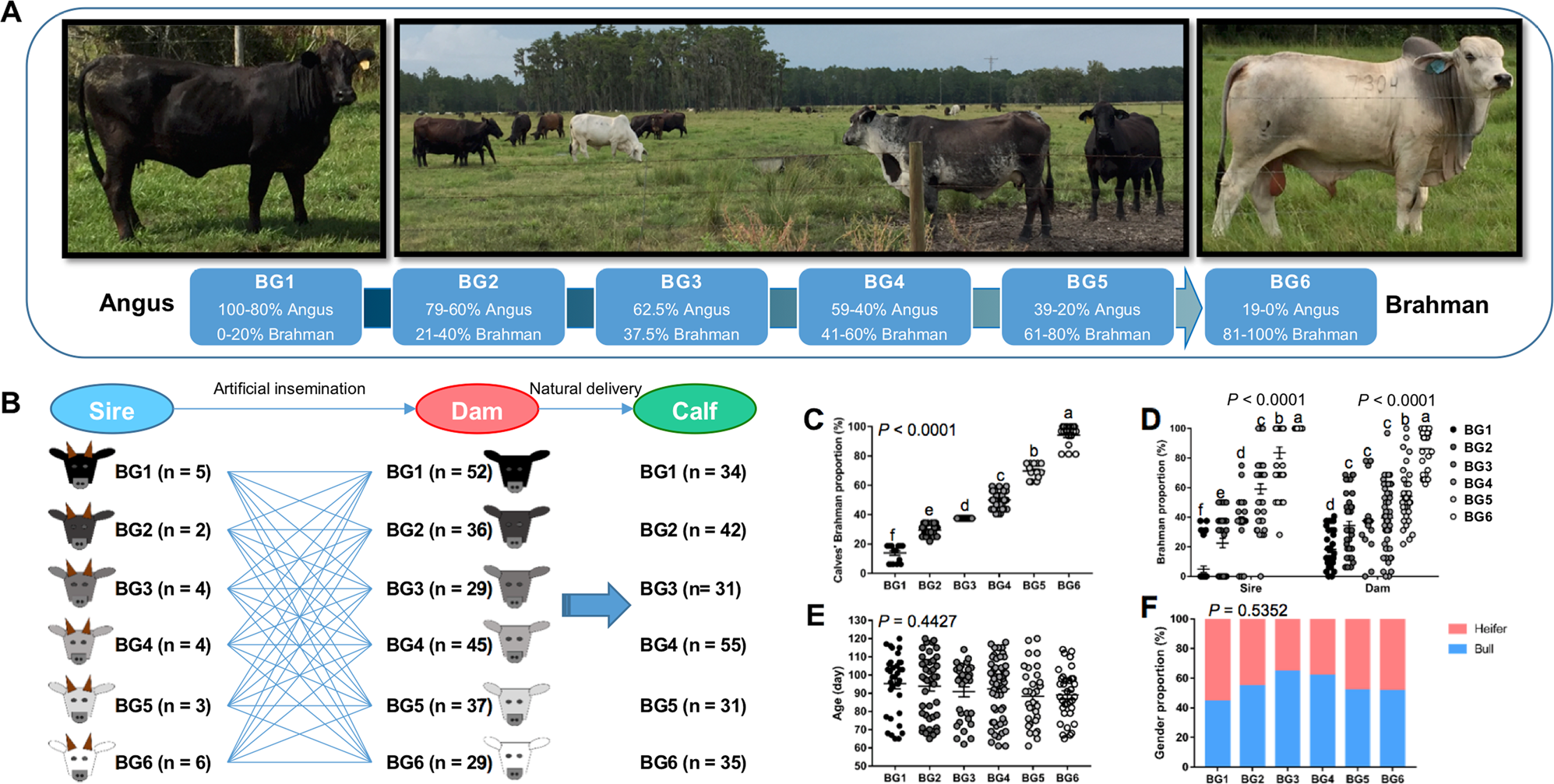 Host genetic effects upon the early gut microbiota in a bovine model with graduated spectrum of genetic variation | The ISME Journal Host genetic effects upon the early gut microbiota in a bovine model with graduated spectrum of genetic variation | The ISME Journal