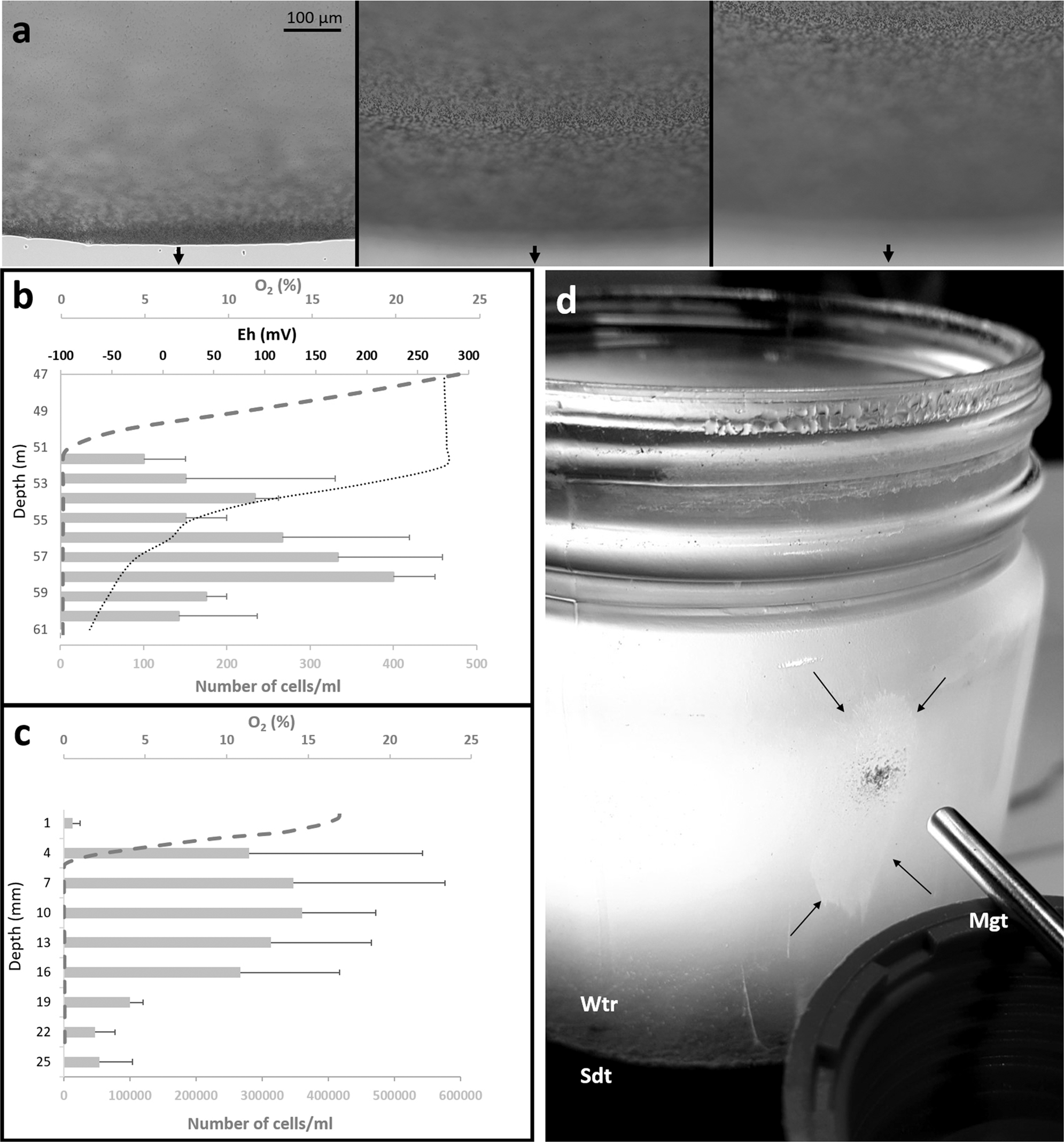 Intracellular Amorphous Ca Carbonate And Magnetite Biomineralization By A Magnetotactic Bacterium Affiliated To The Alphaproteobacteria The Isme Journal Intracellular Amorphous Ca Carbonate And Magnetite Biomineralization By A Magnetotactic Bacterium Affiliated To The Alphaproteobacteria The Isme Journal
