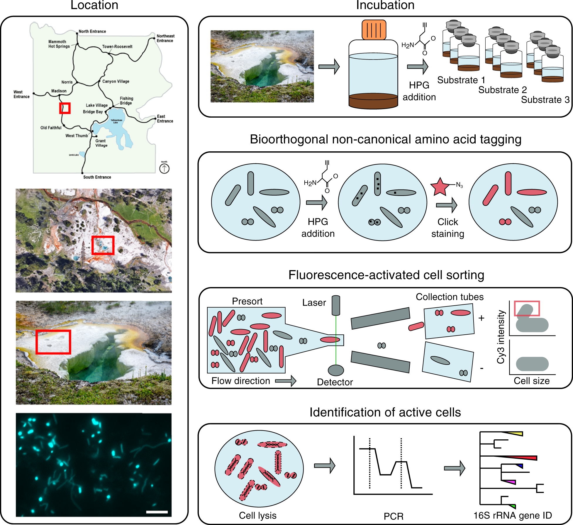 Activity-based cell sorting reveals responses of uncultured archaea and  bacteria to substrate amendment | The ISME Journal
