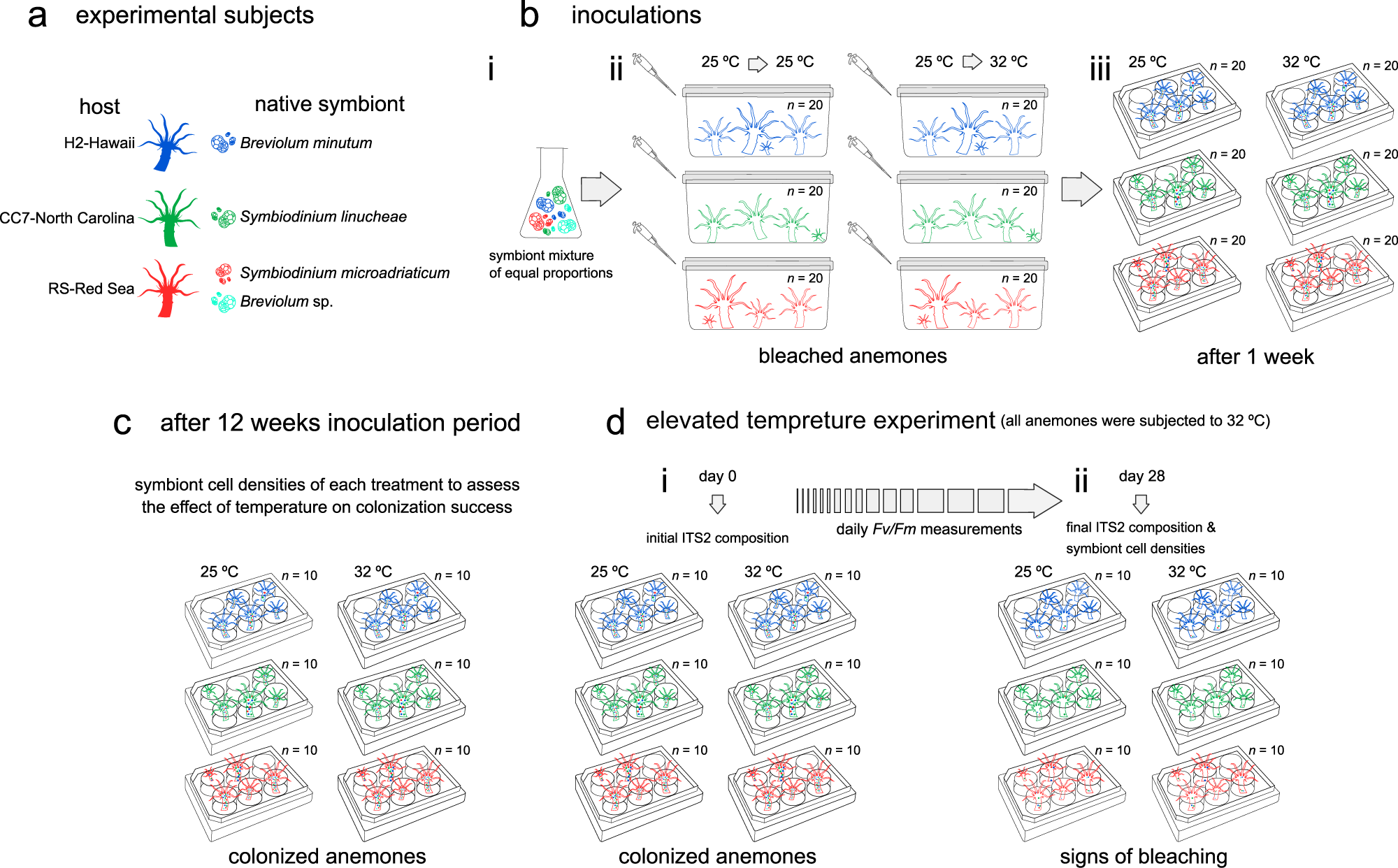 PDF) Genetic variation in Breviolum antillogorgium, a coral reef symbiont,  in response to temperature and nutrients