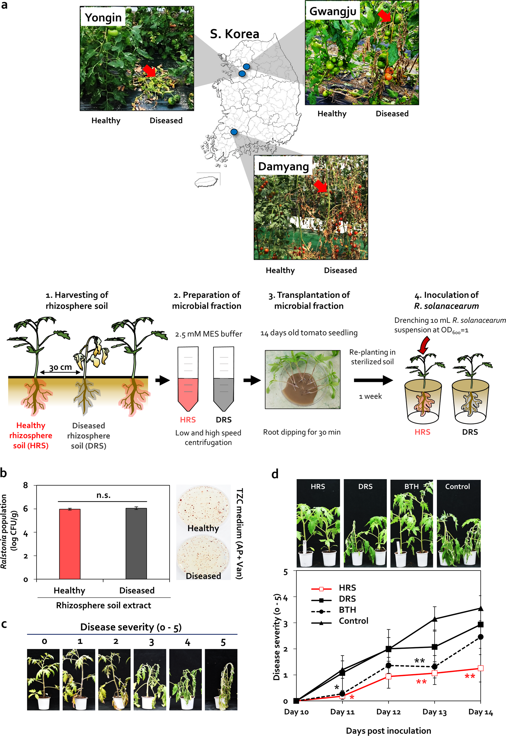 Disruption of Firmicutes and Actinobacteria abundance in tomato rhizosphere  causes the incidence of bacterial wilt disease | The ISME Journal