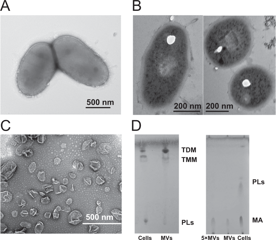 Extracellular Heme Recycling And Sharing Across Species By Novel Mycomembrane Vesicles Of A Gram Positive Bacterium The Isme Journal