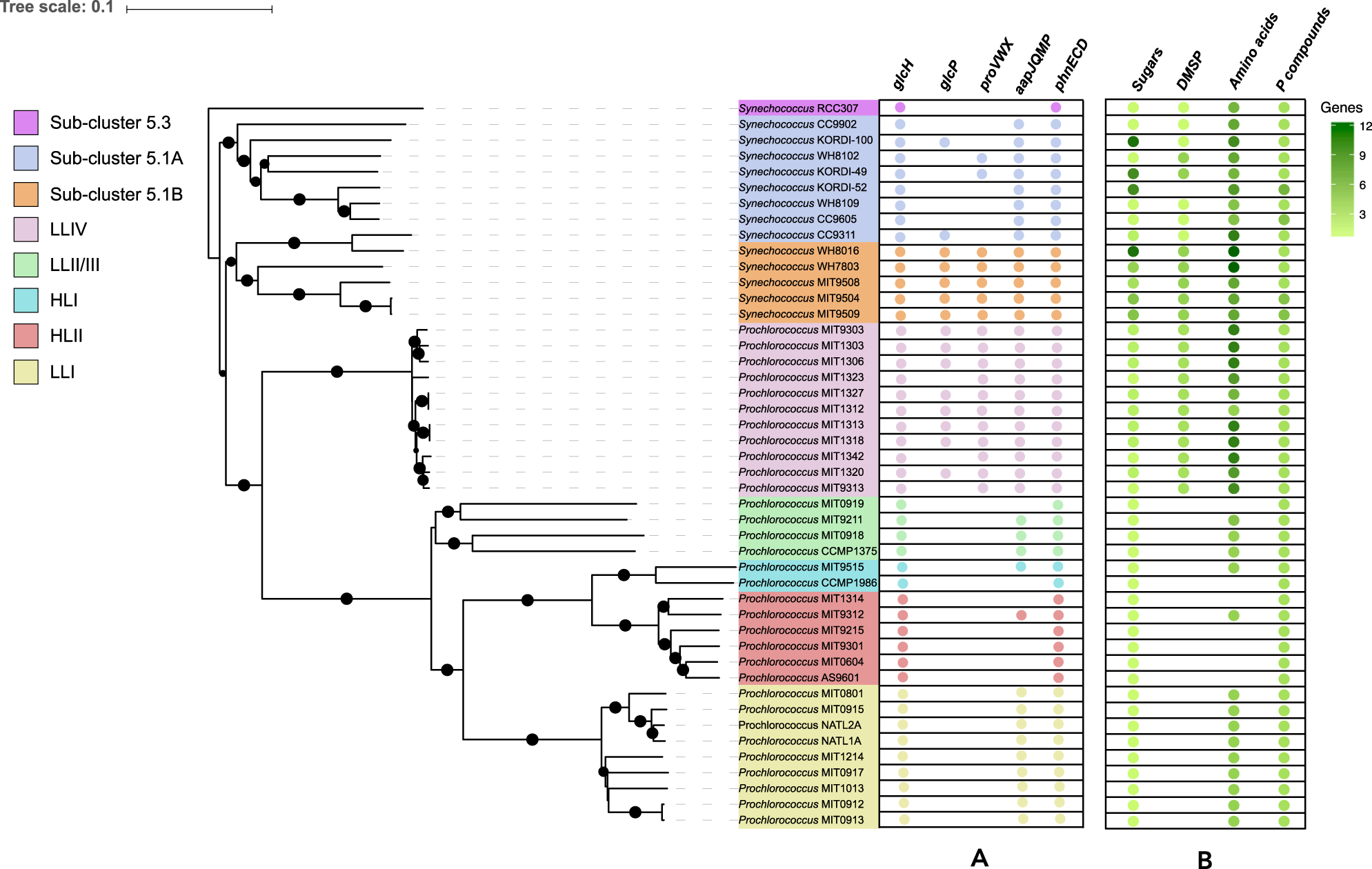 Mixotrophy in marine picocyanobacteria: use of organic compounds by Prochlorococcus and Synechococcus | The ISME Journal mixotrophy-in-marine-picocyanobacteria-use-of-organic-compounds-by-prochlorococcus-and-synechococcus-the-isme-journal