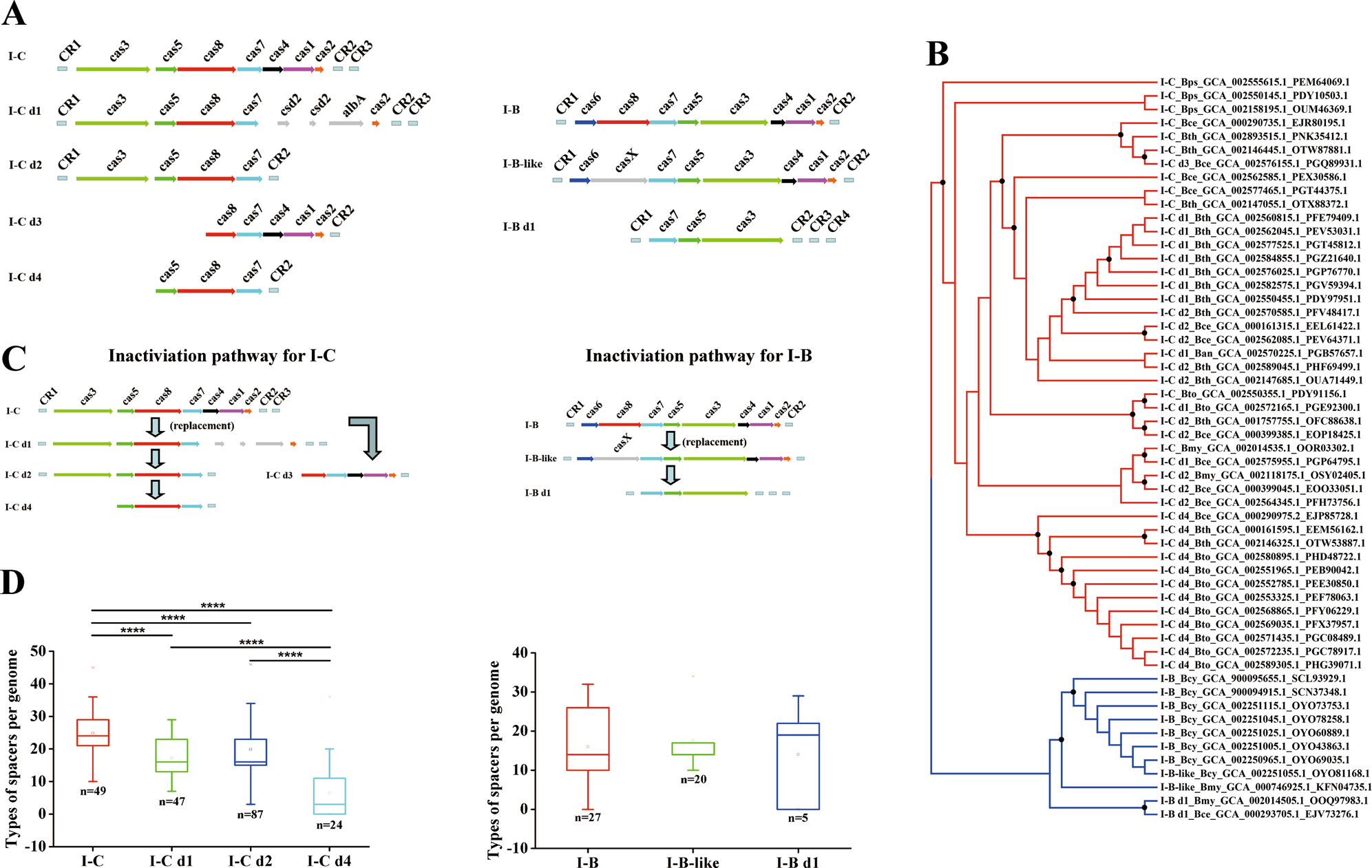 Fig. 2: Genetic inactivation of CRISPR-Cas system commonly occurs in B. cereus group.