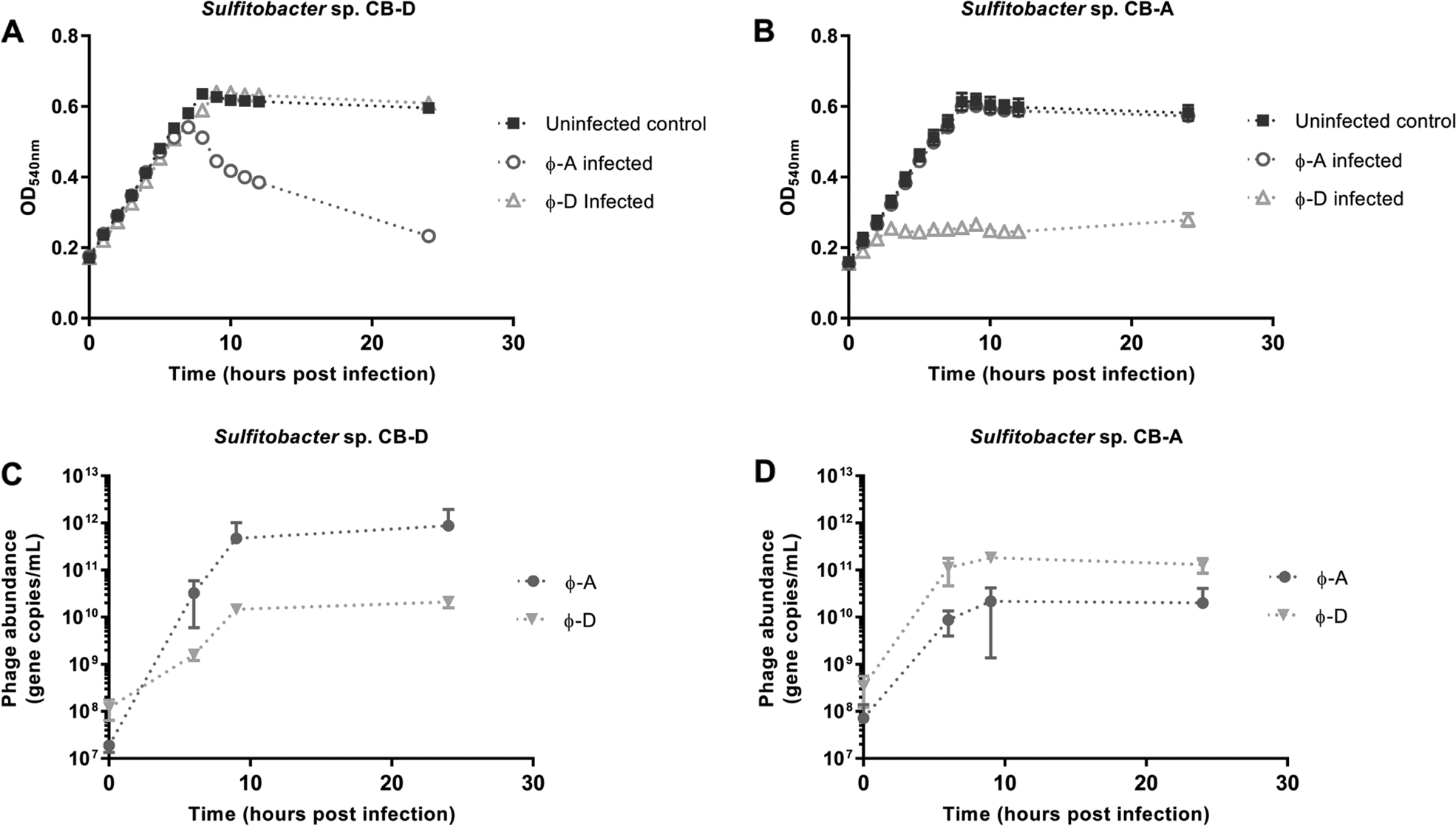 Fig. 2: Sulfitobacter strains CB-D and CB-A susceptibility tests with ɸ-D and ɸ-A.