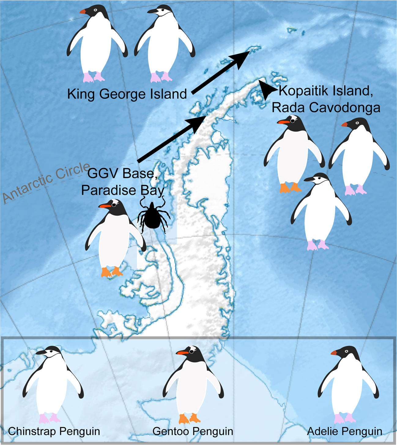 Sustained RNA virome diversity in Antarctic penguins and their ticks | The  ISME Journal