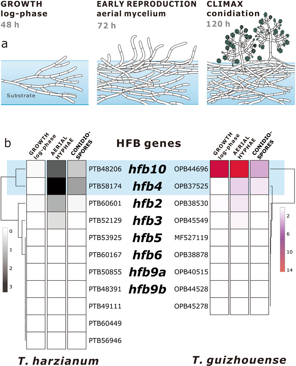 Evolutionary compromises in fungal fitness: hydrophobins can hinder the adverse dispersal of conidiospores and challenge their survival | The ISME Journal Evolutionary compromises in fungal fitness: hydrophobins can hinder the adverse dispersal of conidiospores and challenge their survival | The ISME Journal