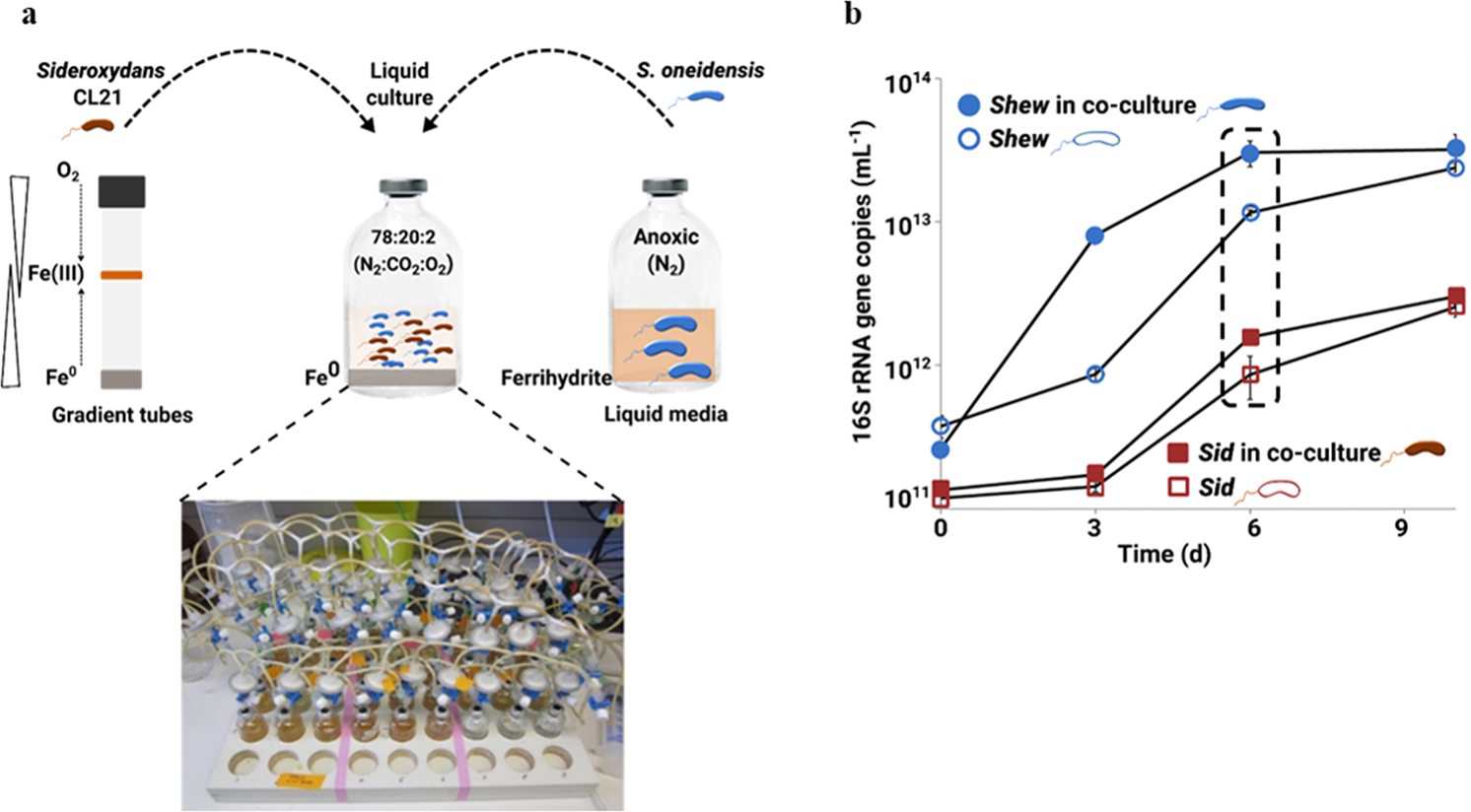 Rapid Redox Cycling of Fe(II)/Fe(III) in Microdroplets during Iron–Citric  Acid Photochemistry