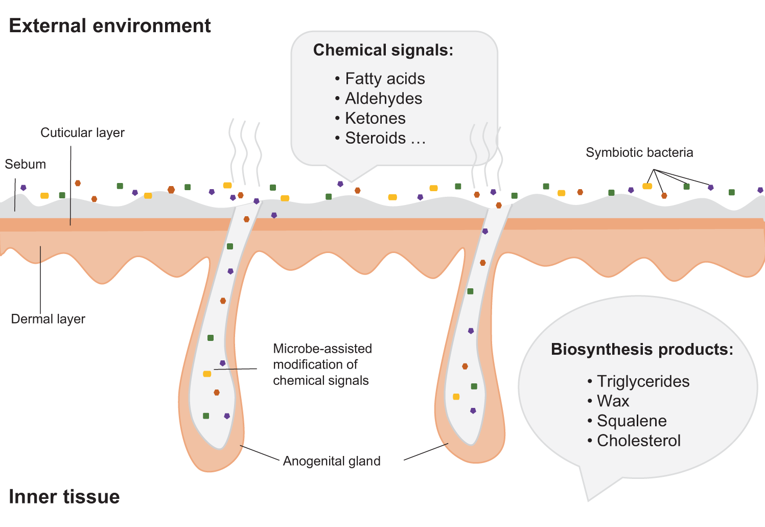 Microbial Origins of Body Odor