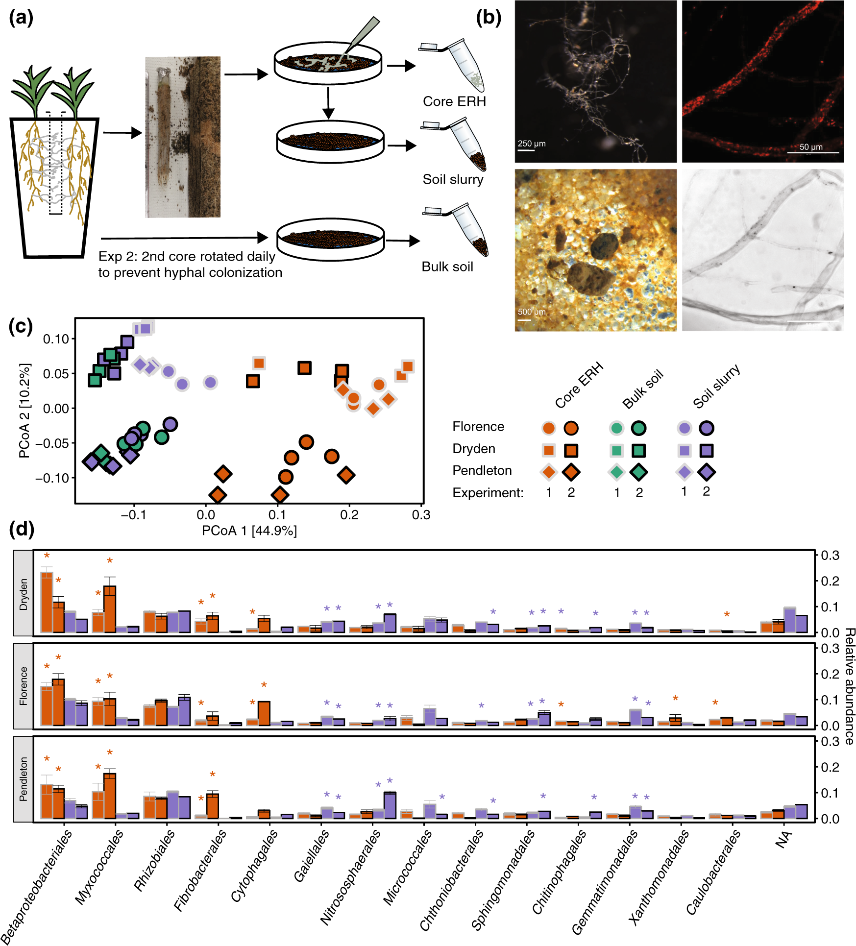 Conserved and reproducible bacterial communities associate with  extraradical hyphae of arbuscular mycorrhizal fungi | The ISME Journal