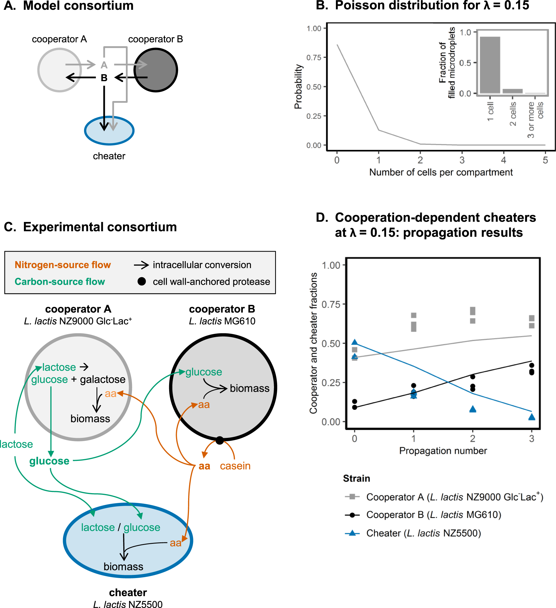 Population dynamics of microbial cross-feeding are determined by  co-localization probabilities and cooperation-independent cheater growth |  The ISME Journal