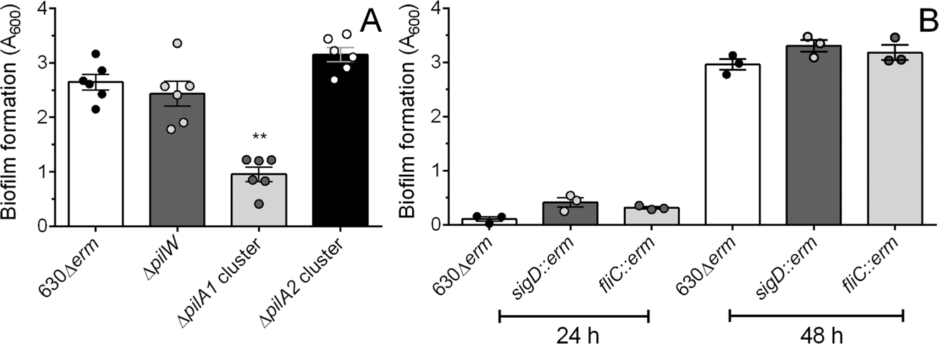 Metabolic Adaption To Extracellular Pyruvate Triggers Biofilm Formation In Clostridioides Difficile The Isme Journal