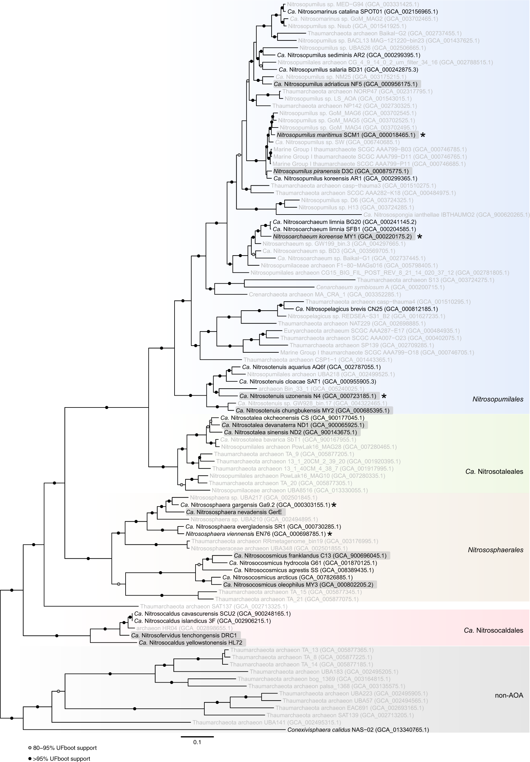 Fig. 1: Phylogenetic reconstruction of ammonia oxidizing archaea (AOA) rooted on closely related non-AOA members of the “Thaumarchaeota”.