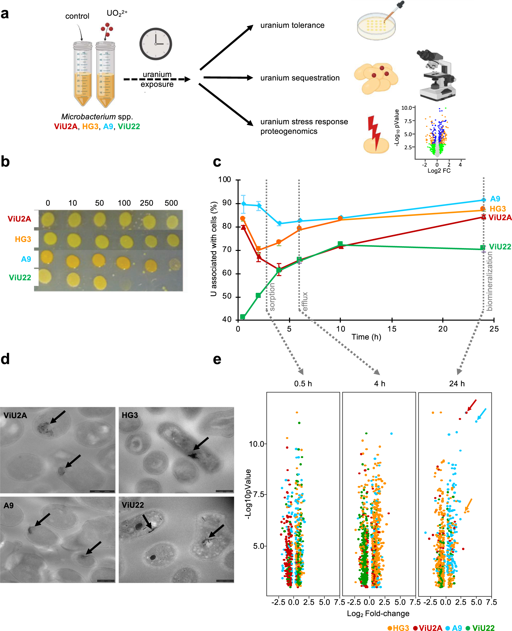 Discovery And Characterization Of Uipa A Uranium And Iron Binding Pepsy Protein Involved In Uranium Tolerance By Soil Bacteria The Isme Journal
