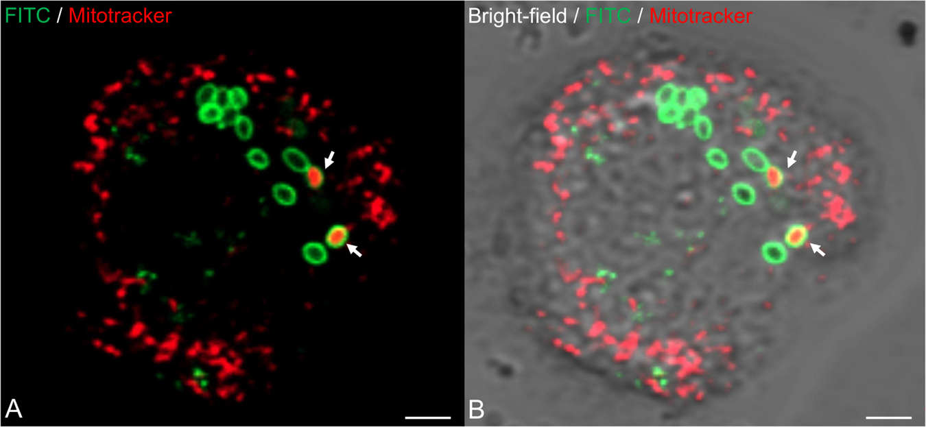 Incomplete Tricarboxylic Acid Cycle And Proton Gradient In Pandoravirus Massiliensis Is It Still A Virus The Isme Journal