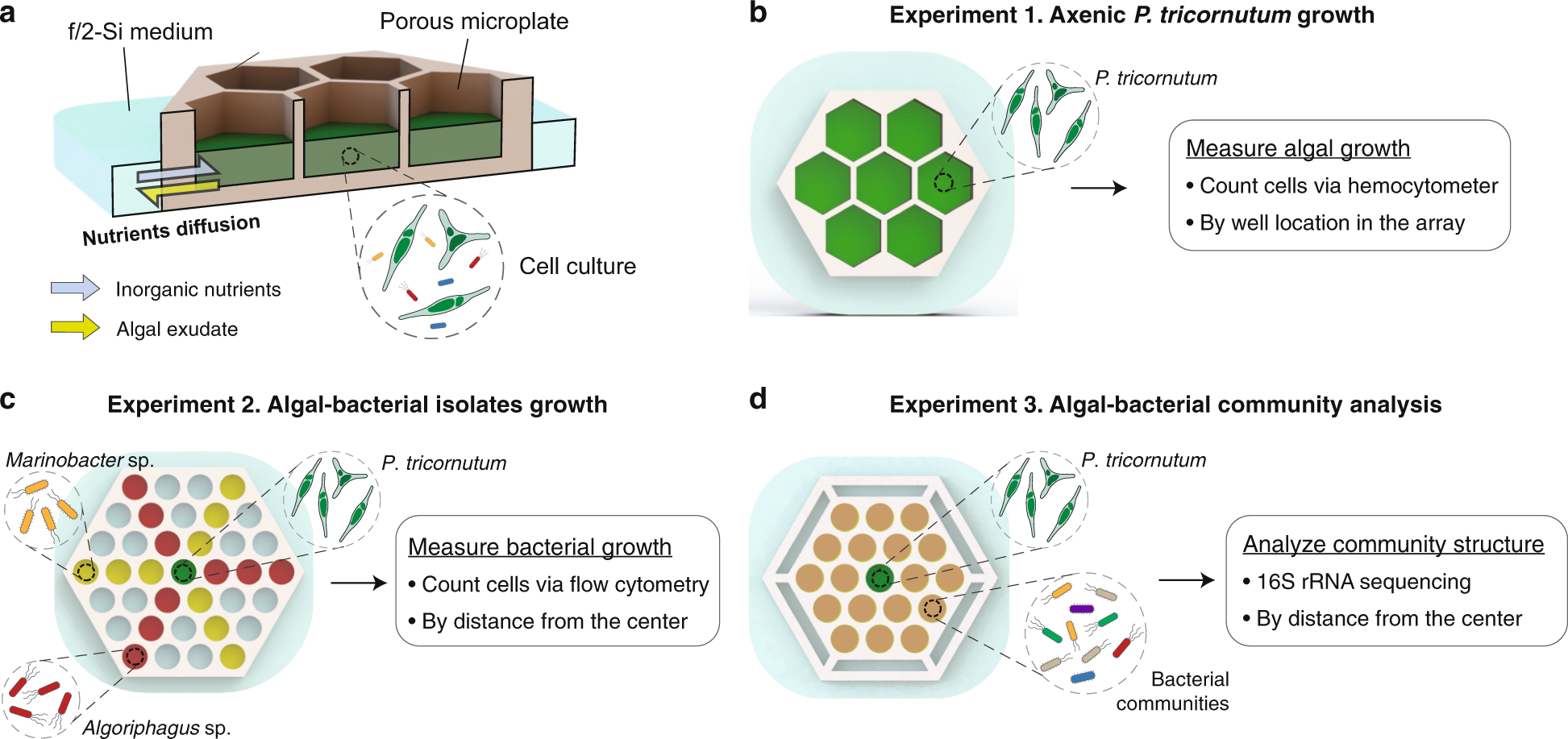 Bacterial response to spatial gradients of algal-derived nutrients in a  porous microplate | The ISME Journal