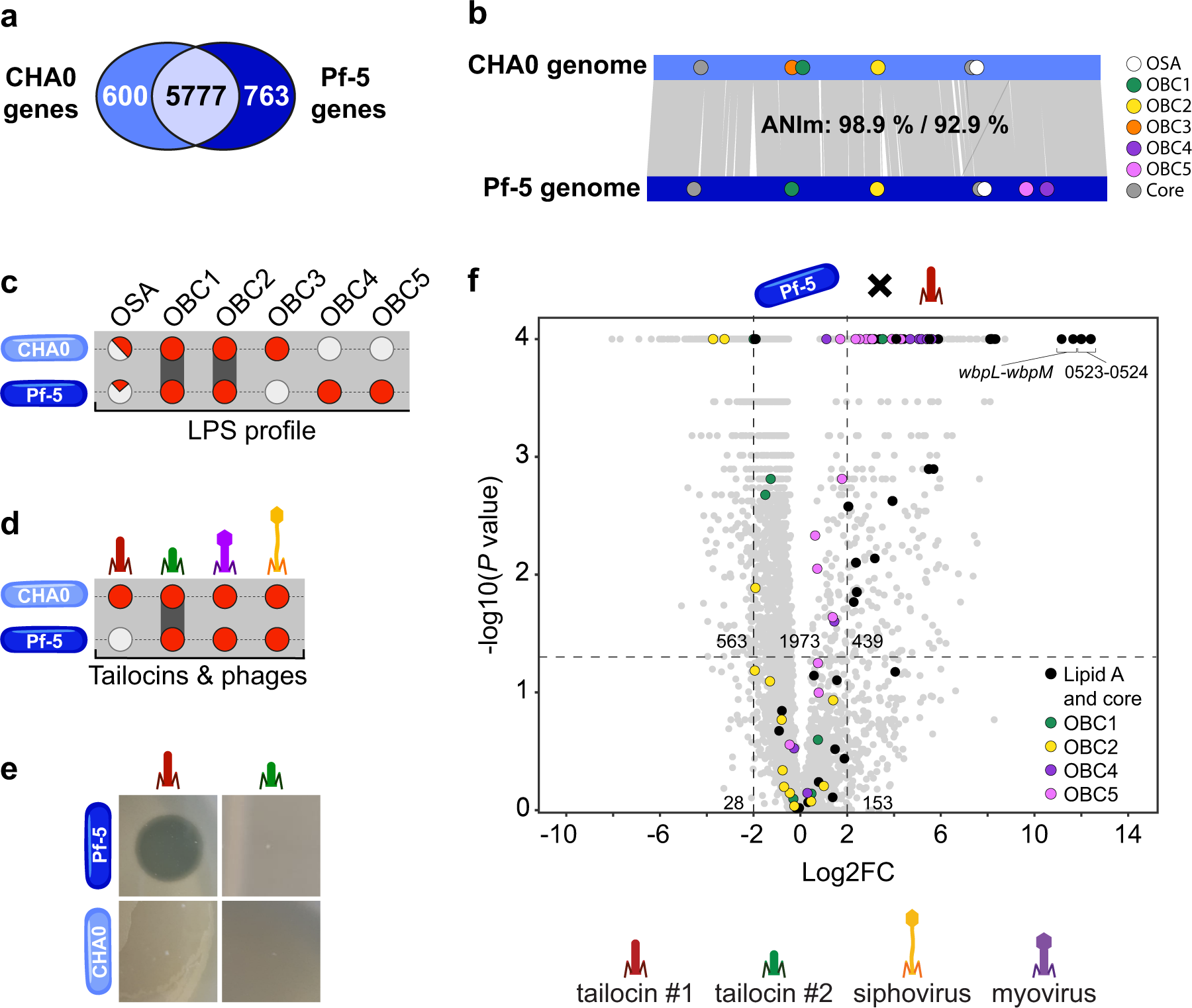 Pivotal role of O-antigenic polysaccharide display in the sensitivity against phage tail-like particles in environmental Pseudomonas kin competition | The ISME Journal pivotal-role-of-o-antigenic-polysaccharide-display-in-the-sensitivity-against-phage-tail-like-particles-in-environmental-pseudomonas-kin-competition-the-isme-journal