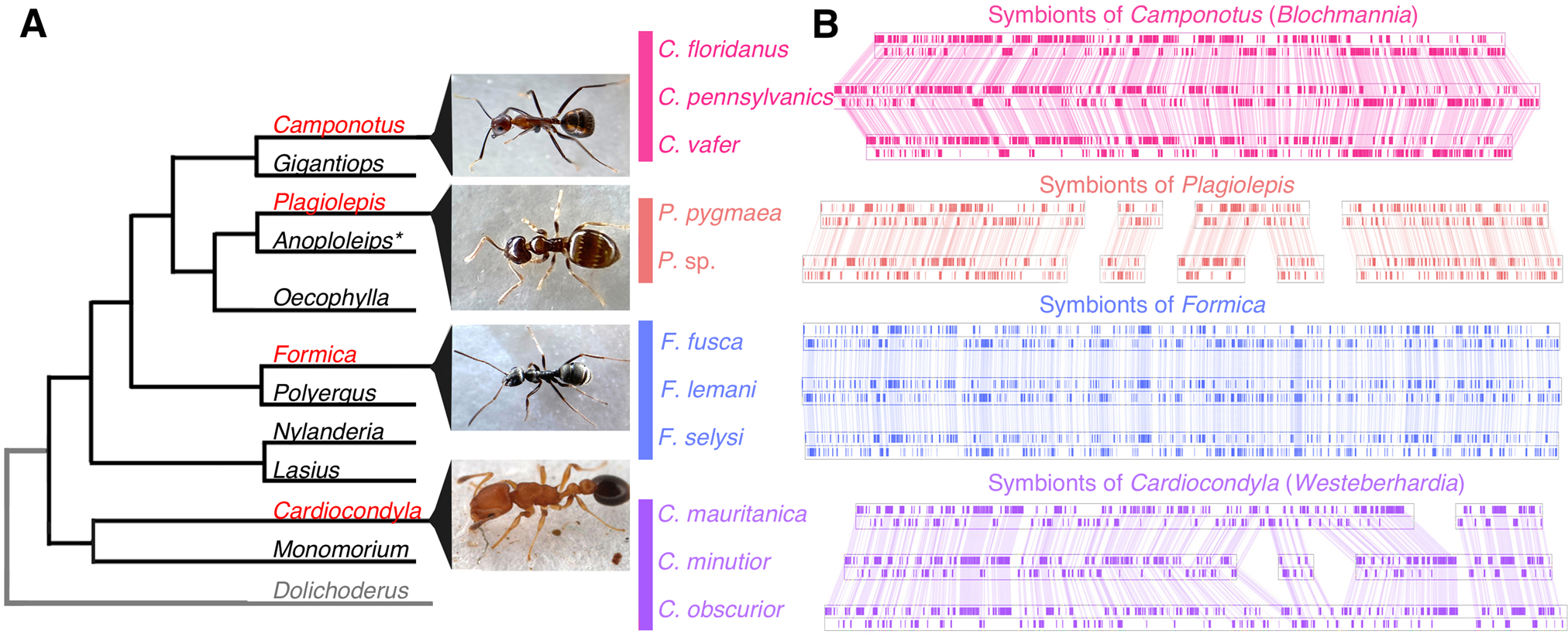 PDF) Mutualistic interactions between ants and fungi: A review