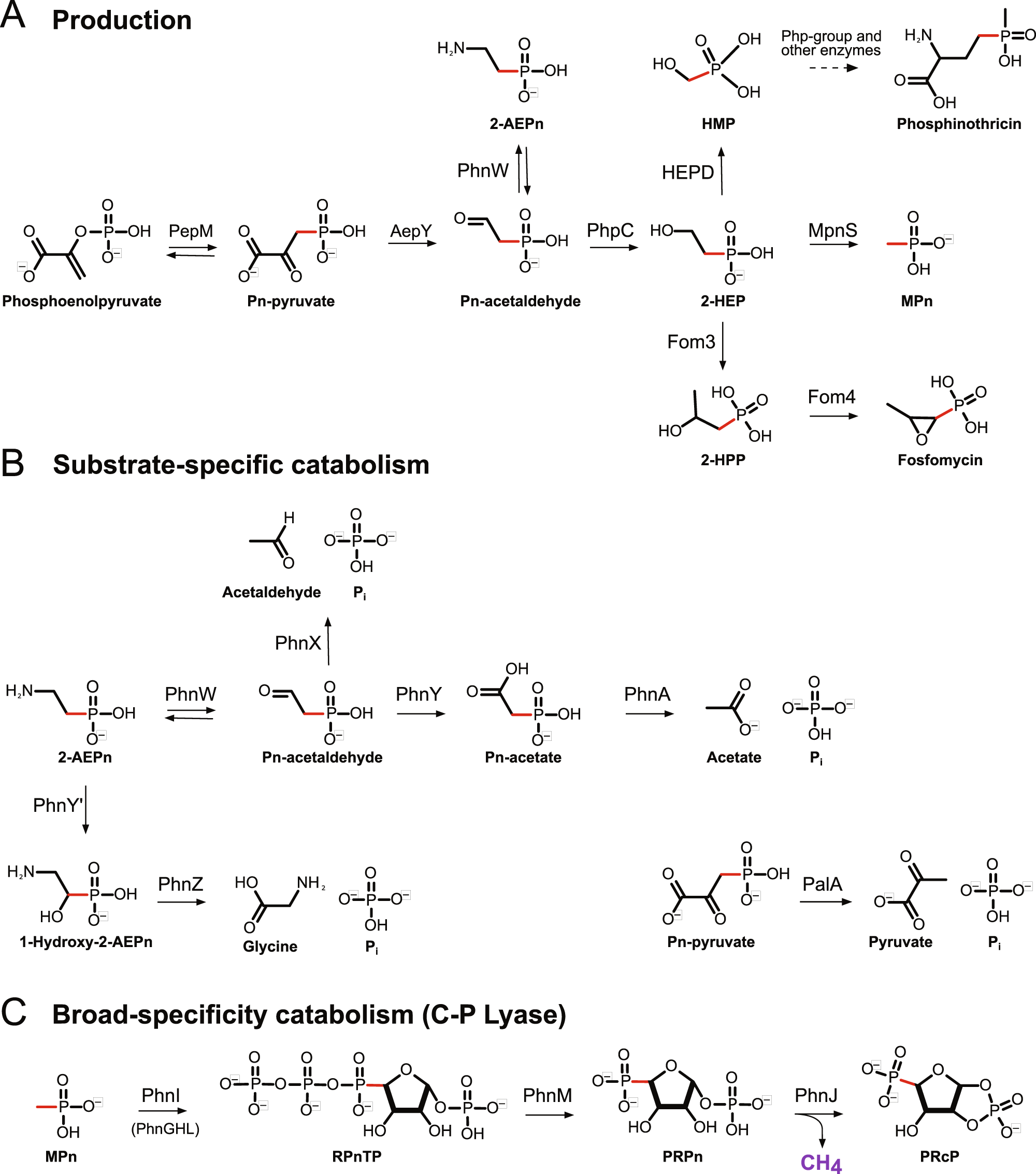 Global and seasonal variation of marine phosphonate metabolism | The ISME  Journal