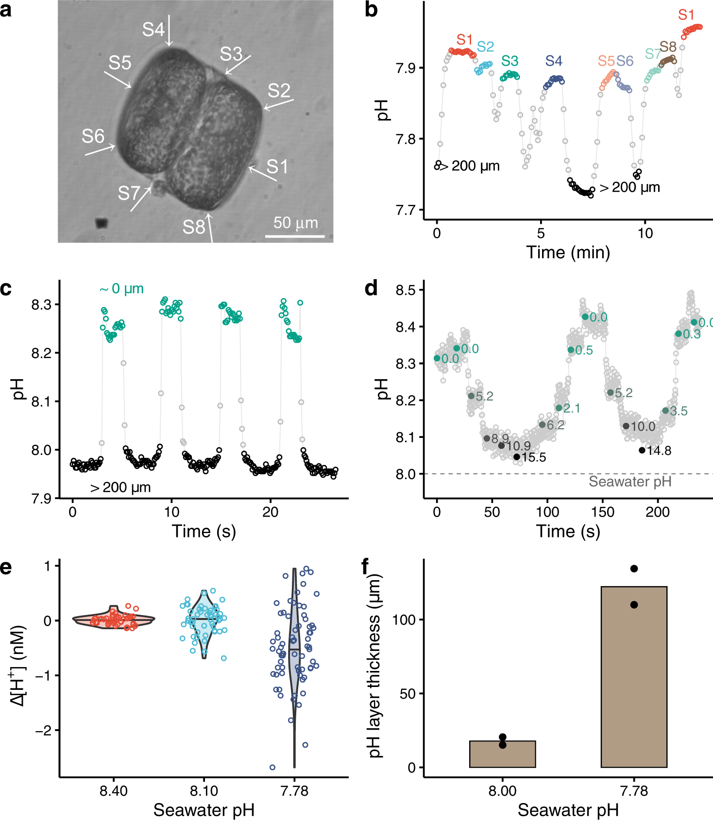 Fig. 2: Phycosphere pH of marine diatoms Coscinodiscus wailesii CCAP 1013/9 (~50 µm radius).