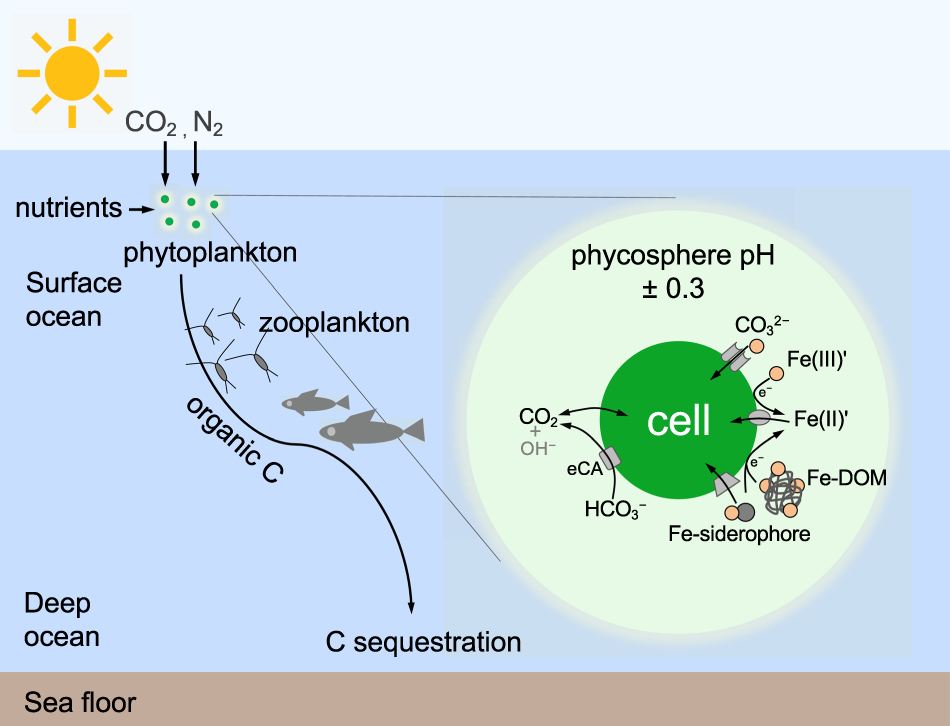 Fig. 5: Phycosphere pH and consequences for local Fe speciation and its availability to phytoplankton.