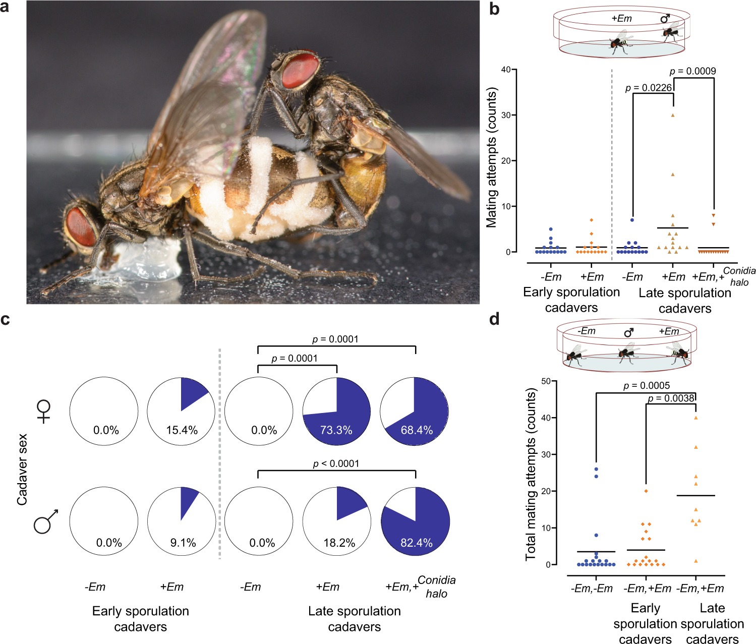 fungus uses volatiles to entice male flies into fatal matings with infected female cadavers | The Journal