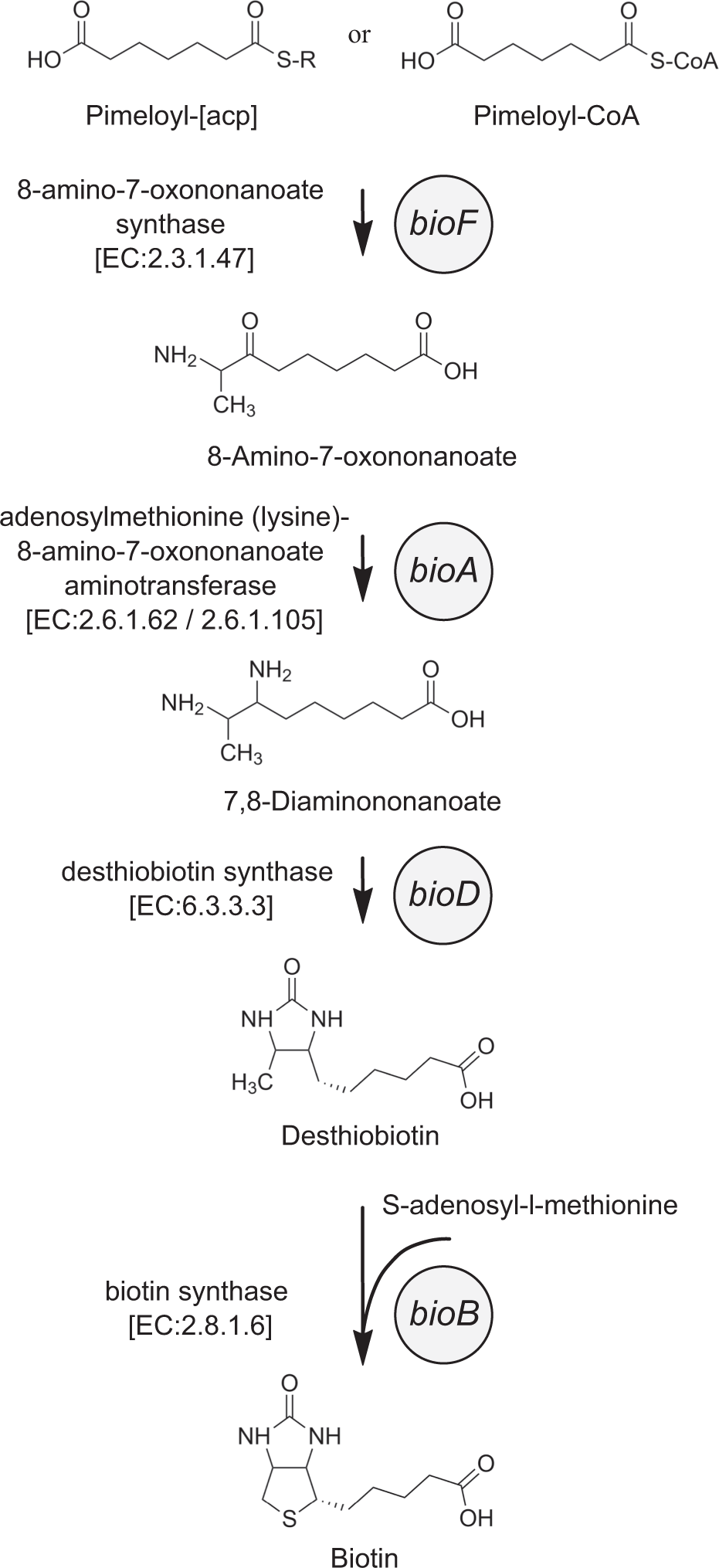 The overlooked role of a biotin precursor for marine bacteria -  desthiobiotin as an escape route for biotin auxotrophy | The ISME Journal