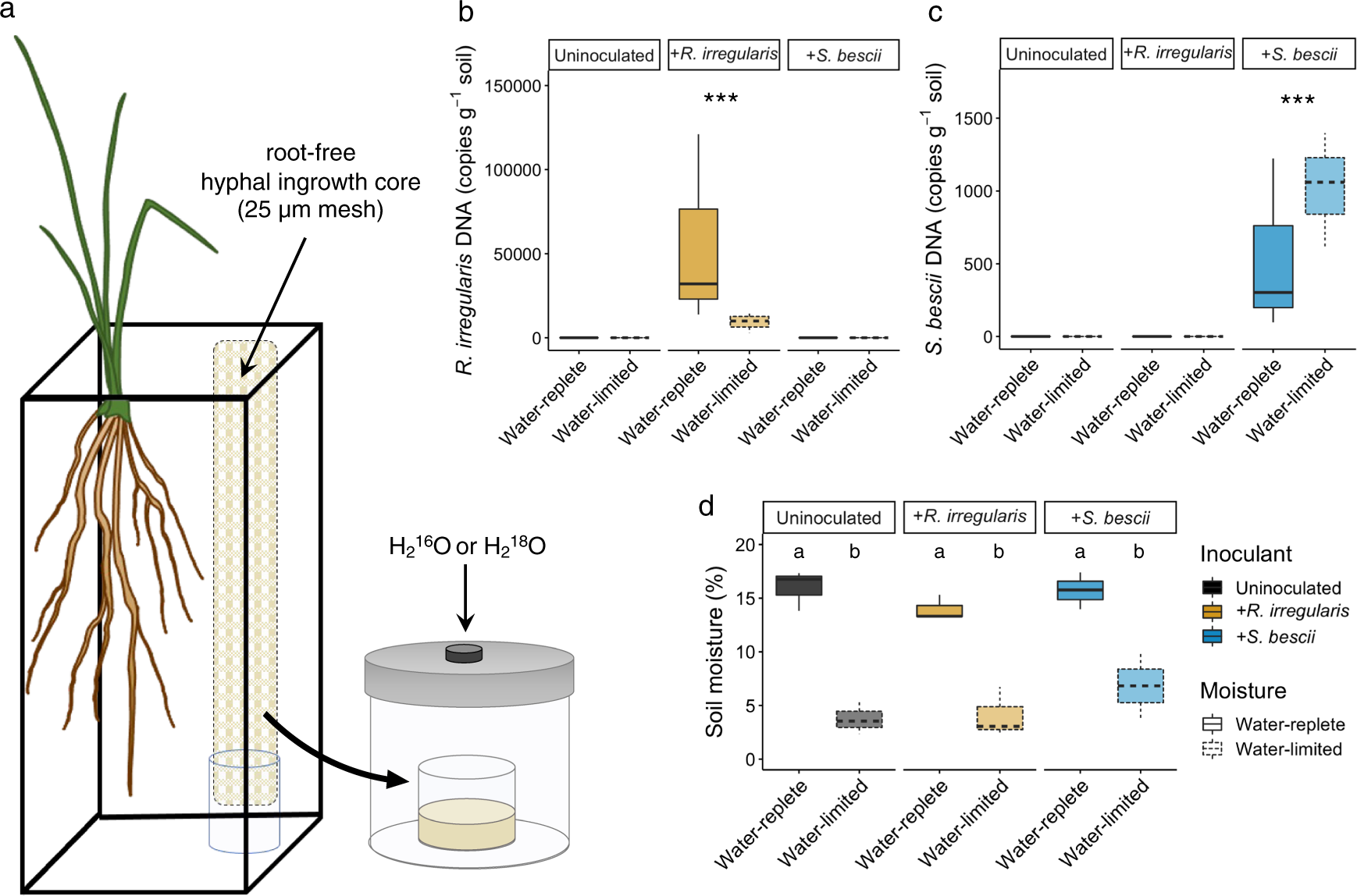 Fig. 1: Experimental design, fungal inoculum abundance, and soil moisture.