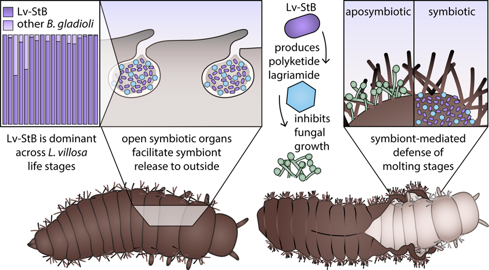 New method preserves viable fruit fly embryos in liquid nitrogen