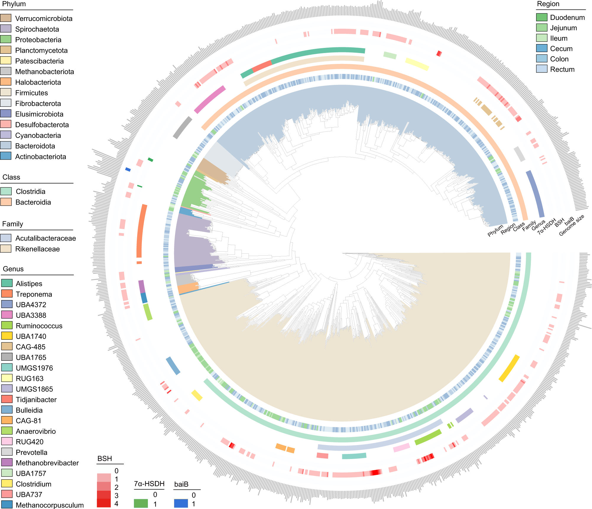 A collection of bacterial isolates from the pig intestine reveals