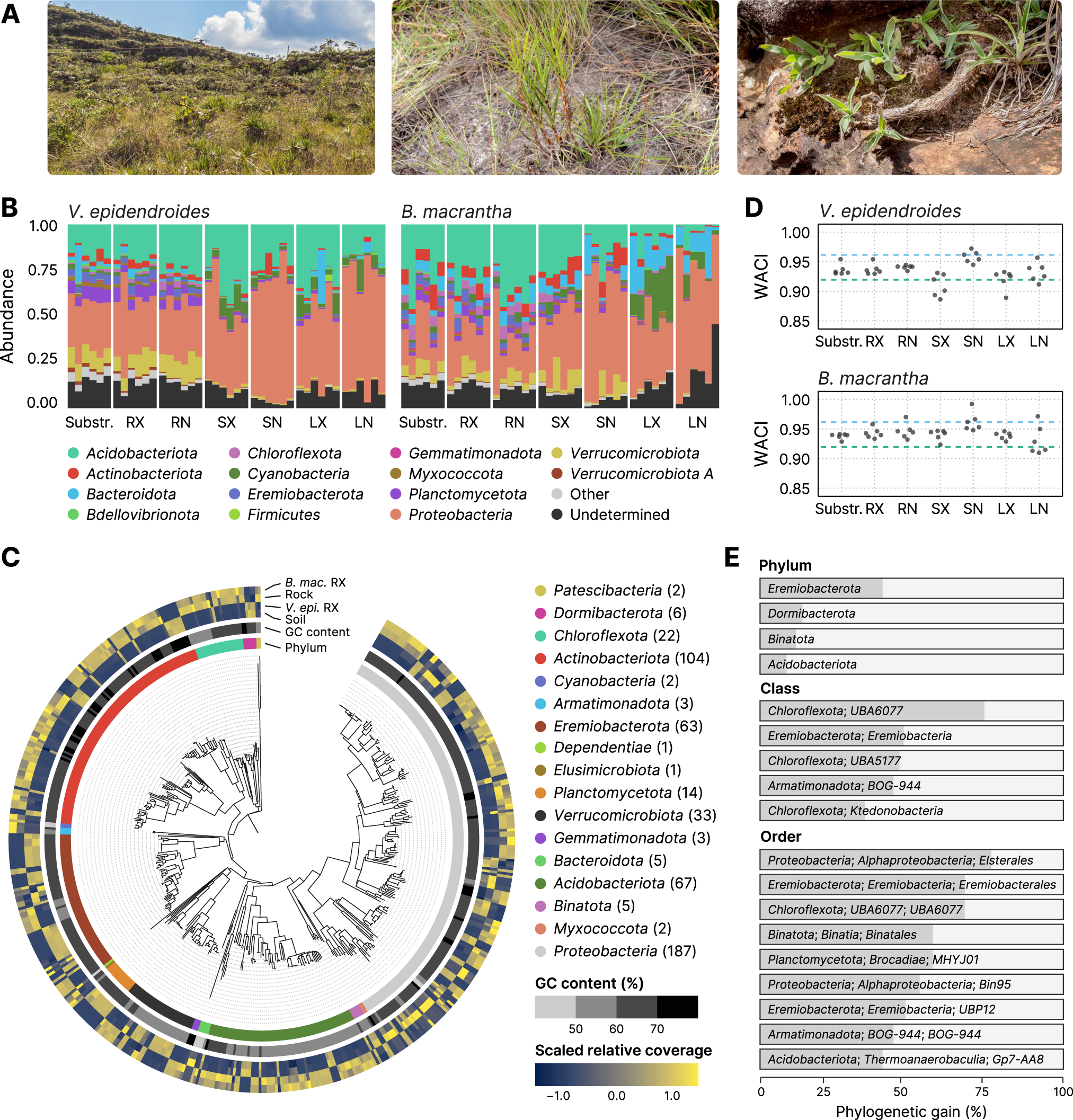Plant microbiomes harbor potential to promote nutrient turnover in  impoverished substrates of a Brazilian biodiversity hotspot | The ISME  Journal
