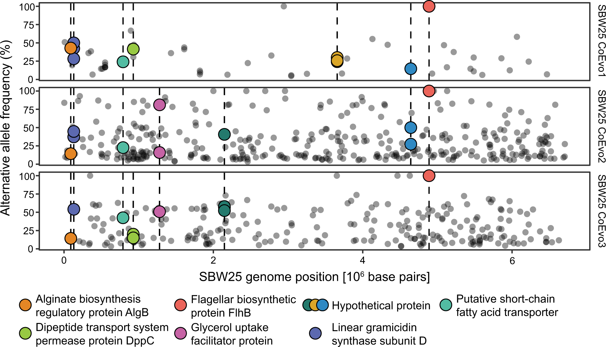 Fig. 2: Genomic diversity of coevolved Pseudomonas populations from the long-term coevolution experiment.