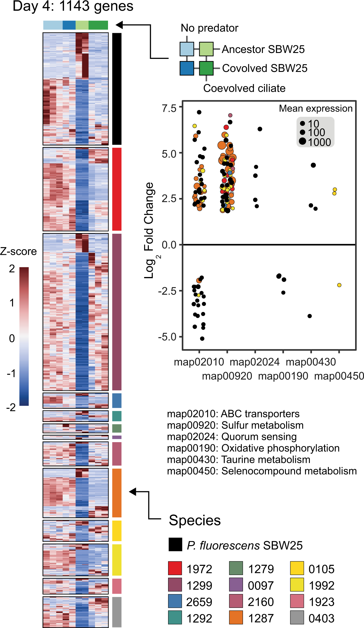 Fig. 6: Community response to the coevolved ciliate predator is contingent upon coevolved Pseudomonas SBW25.