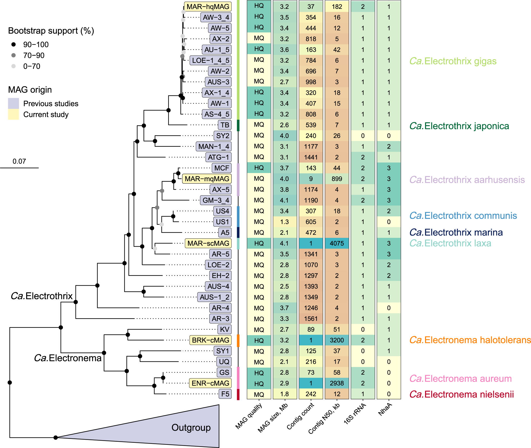 Closed genomes uncover a saltwater species of Candidatus Electronema and  shed new light on the boundary between marine and freshwater cable bacteria  | The ISME Journal