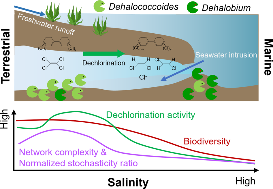 Salinity determines performance, functional populations, and microbial  ecology in consortia attenuating organohalide pollutants | The ISME Journal