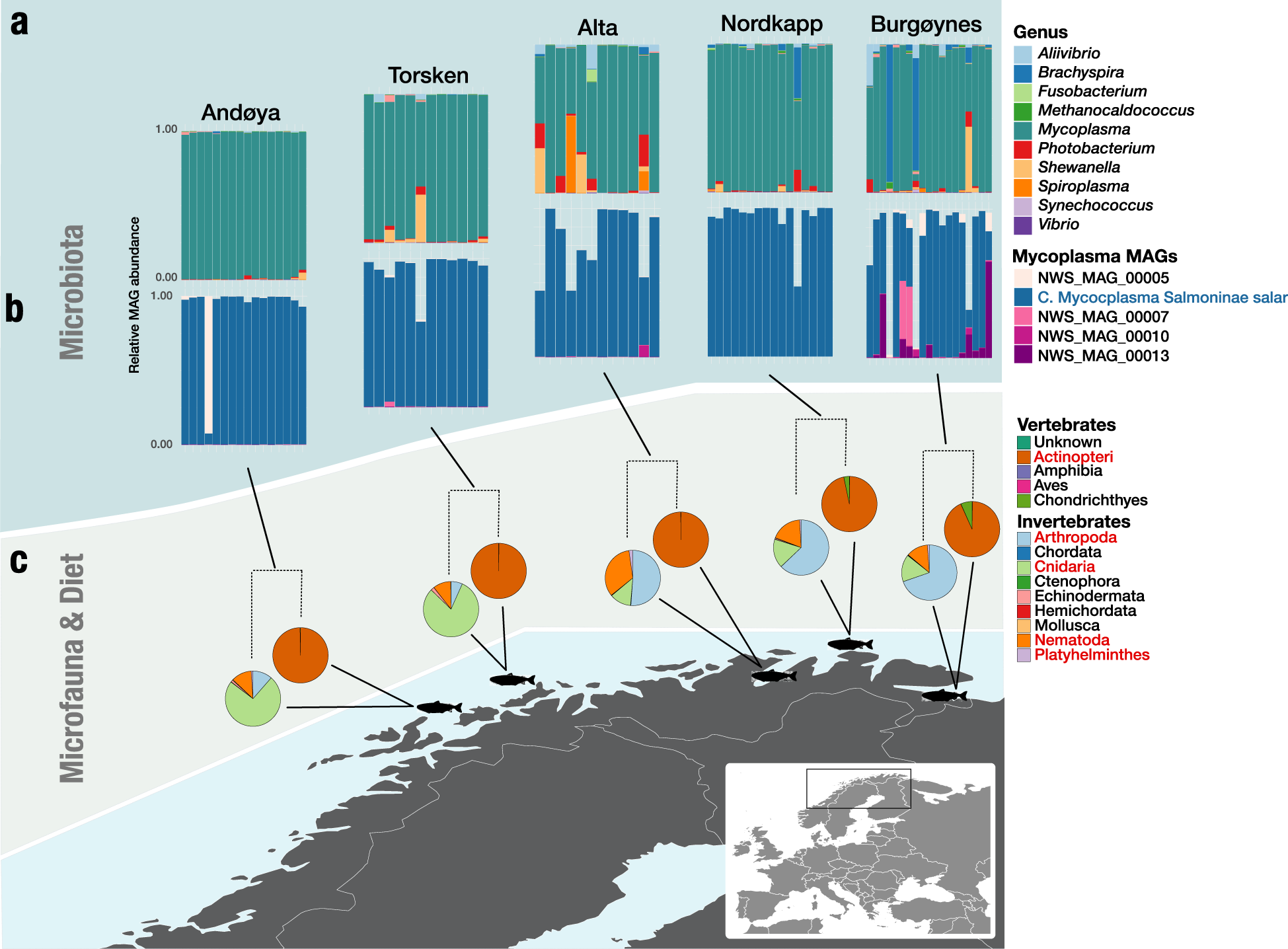 Fig. 2: Overview of gut microbiota and microfauna composition of wild Atlantic salmon.