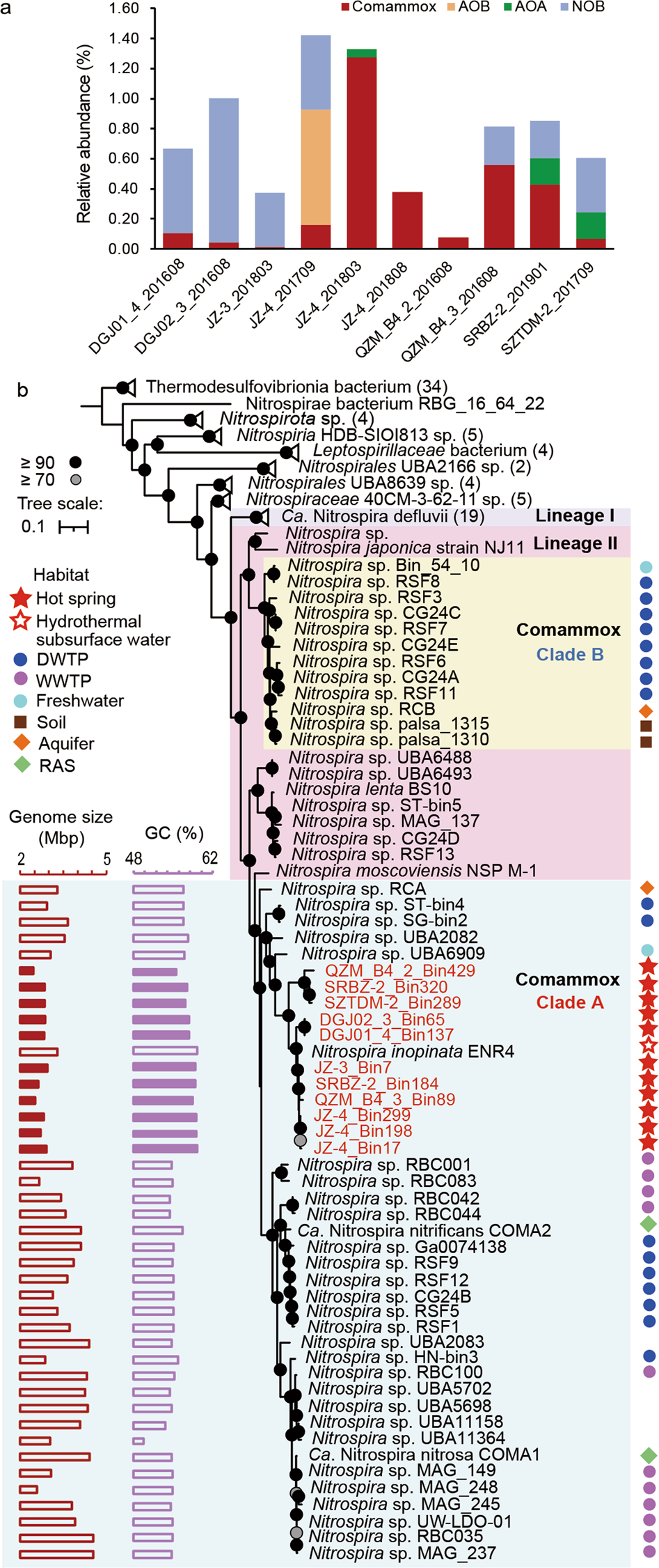 Synergy between Comammox and Anammox Bacteria in Wastewater