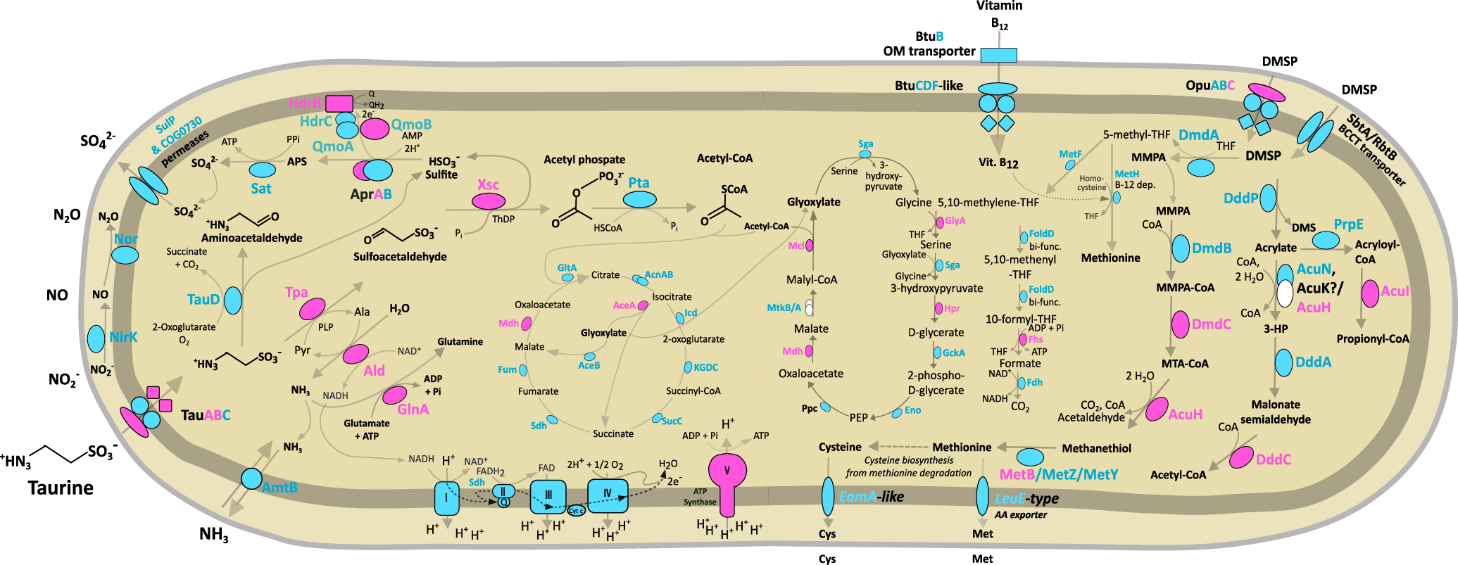 Fig. 3: Taurine and DMSP metabolic pathways identified and expressed in ‘Ca. Taurinisymbion ianthellae’.