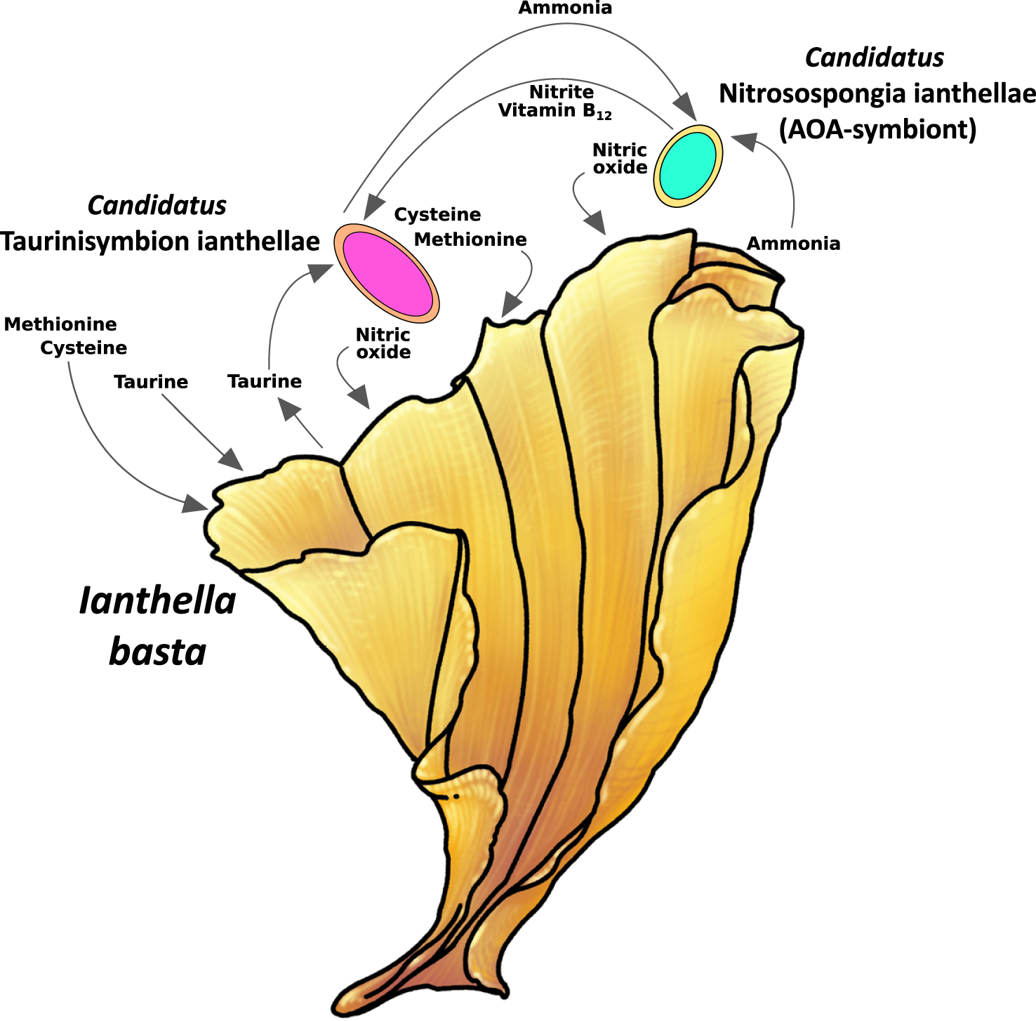 Fig. 6: Conceptual scheme of tripartite metabolic interactions within the Ianthella basta holobiont.