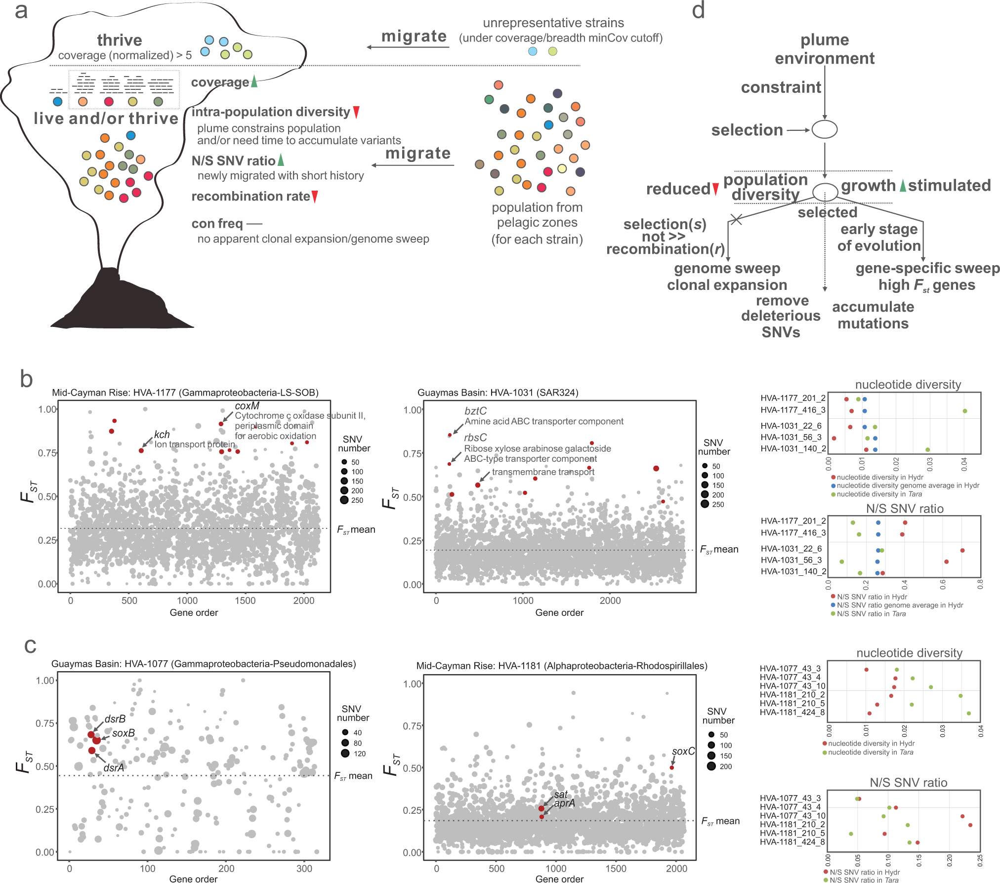 Fig. 5: Evolutionary mechanism of plume microbial populations during migration.