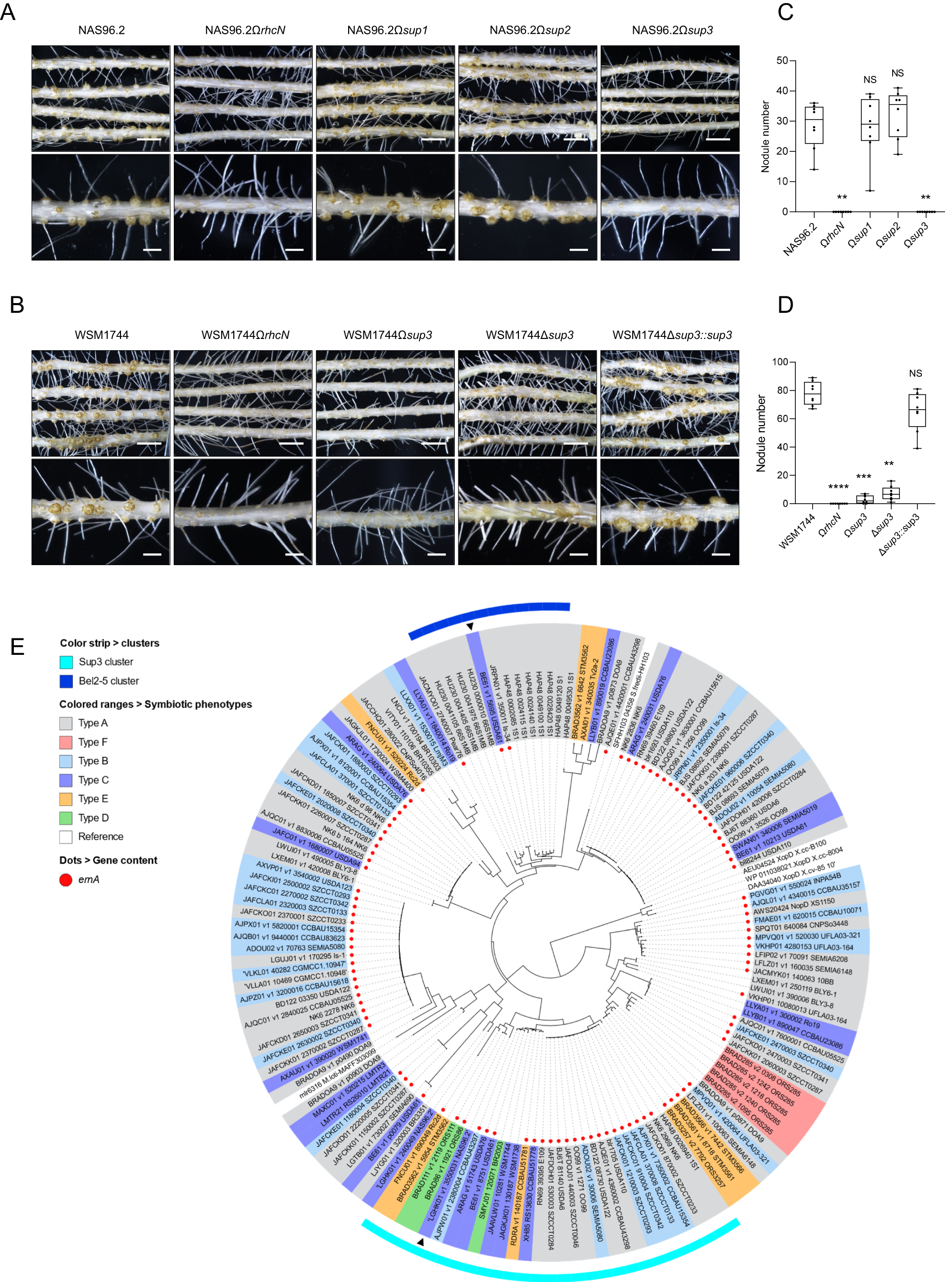 Fig. 3: Sup3, a putative SUMO-protease conferring the ability to nodulate A. indica.