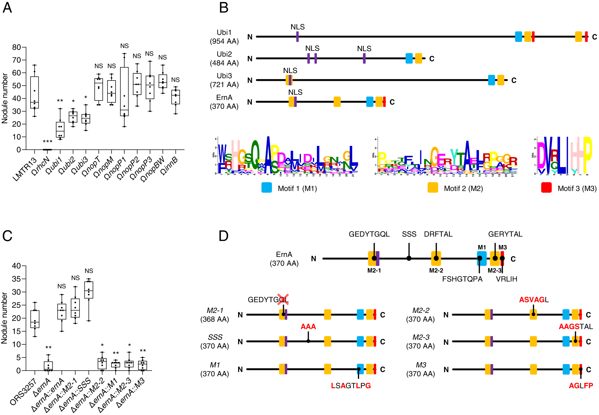 Fig. 8: The putative T3Es (Ubi1, Ubi2 and Ubi3) from B. icense LMTR13 share conserved motifs with ErnA that are important for nodulation in A. indica.