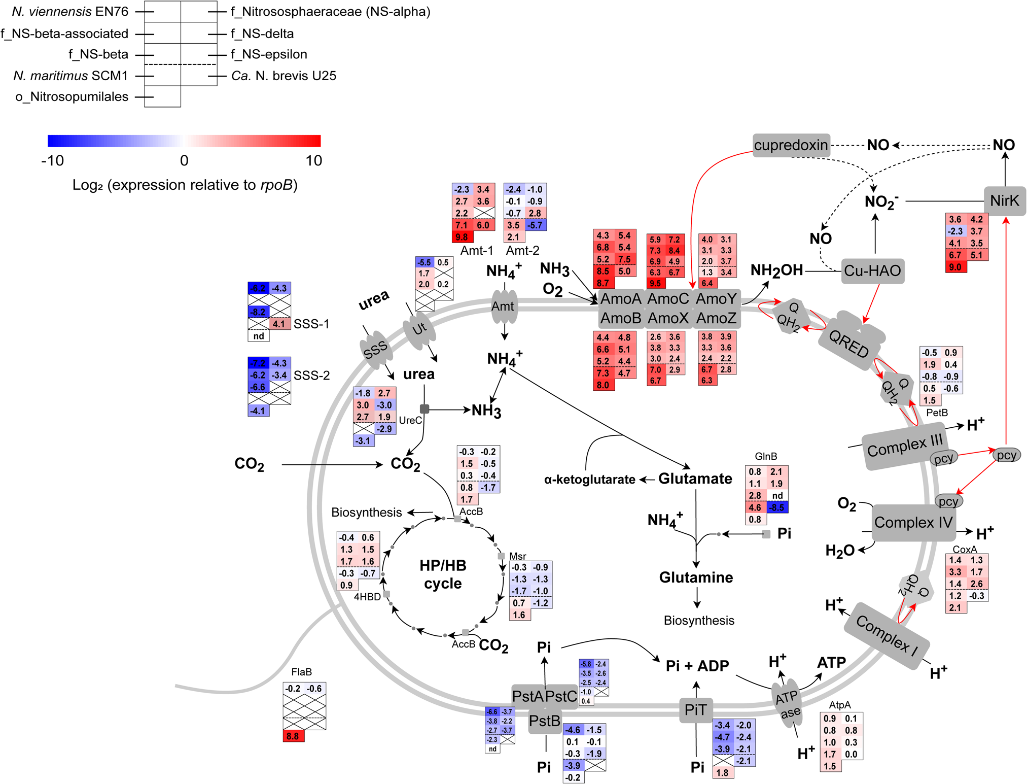 Fig. 5: The rpoB-normalized transcript abundance of core metabolism pathway genes in six major AOA lineages (Nitrososphaeraceae, NS-beta-associated, NS-delta, NS-beta, NS-epsilon, and the order-level lineage Nitrosopumilales) from EAA soils.