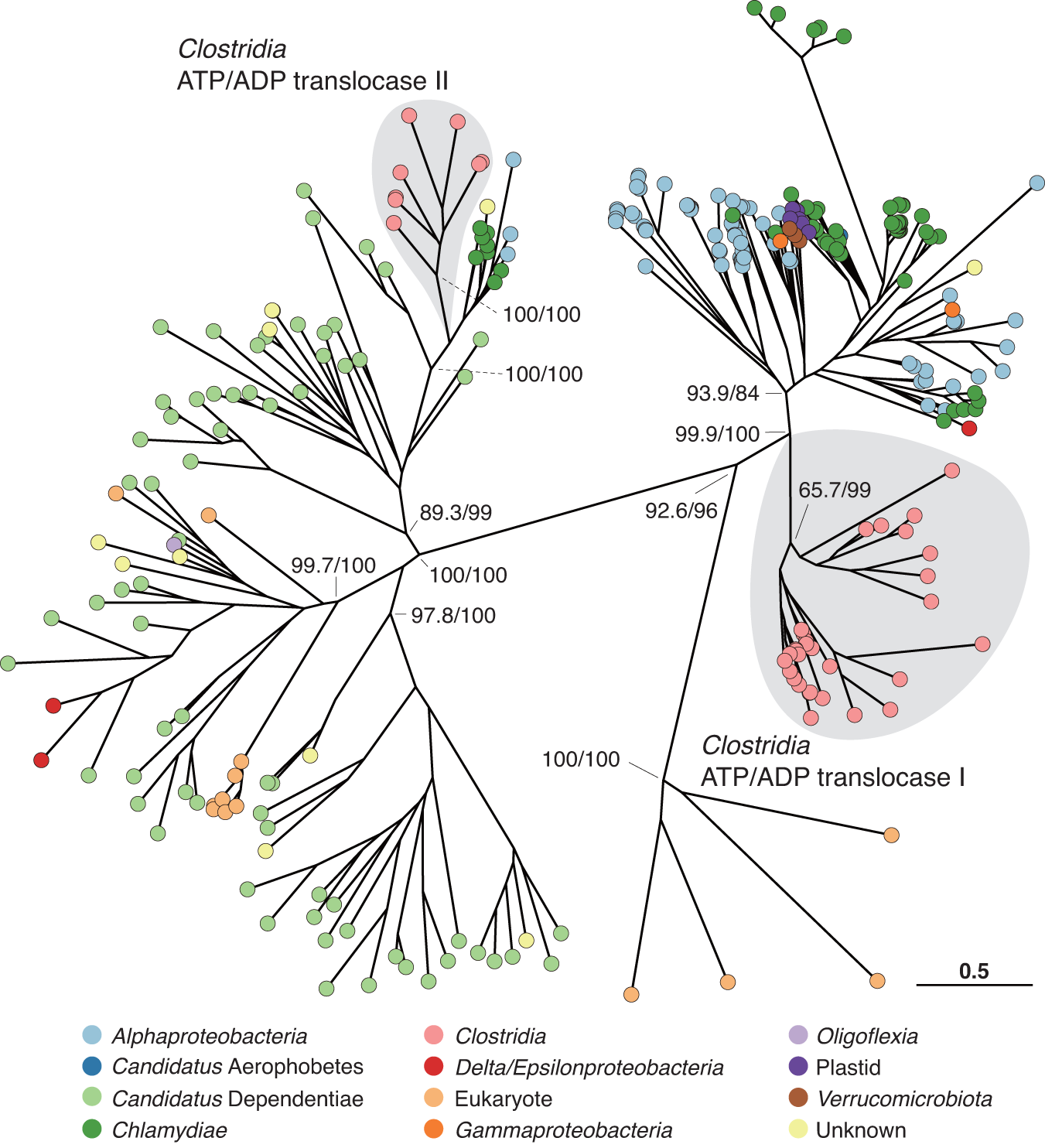 Fig. 6: Phylogenetic positions of ATP/ADP translocase genes of the small genome clade.