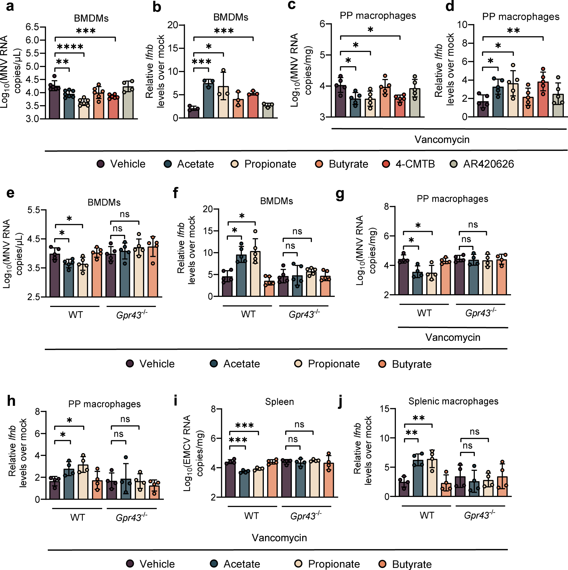 Fig. 4: Acetate and propionate stimulate IFN-I responses by GPR43 signaling.