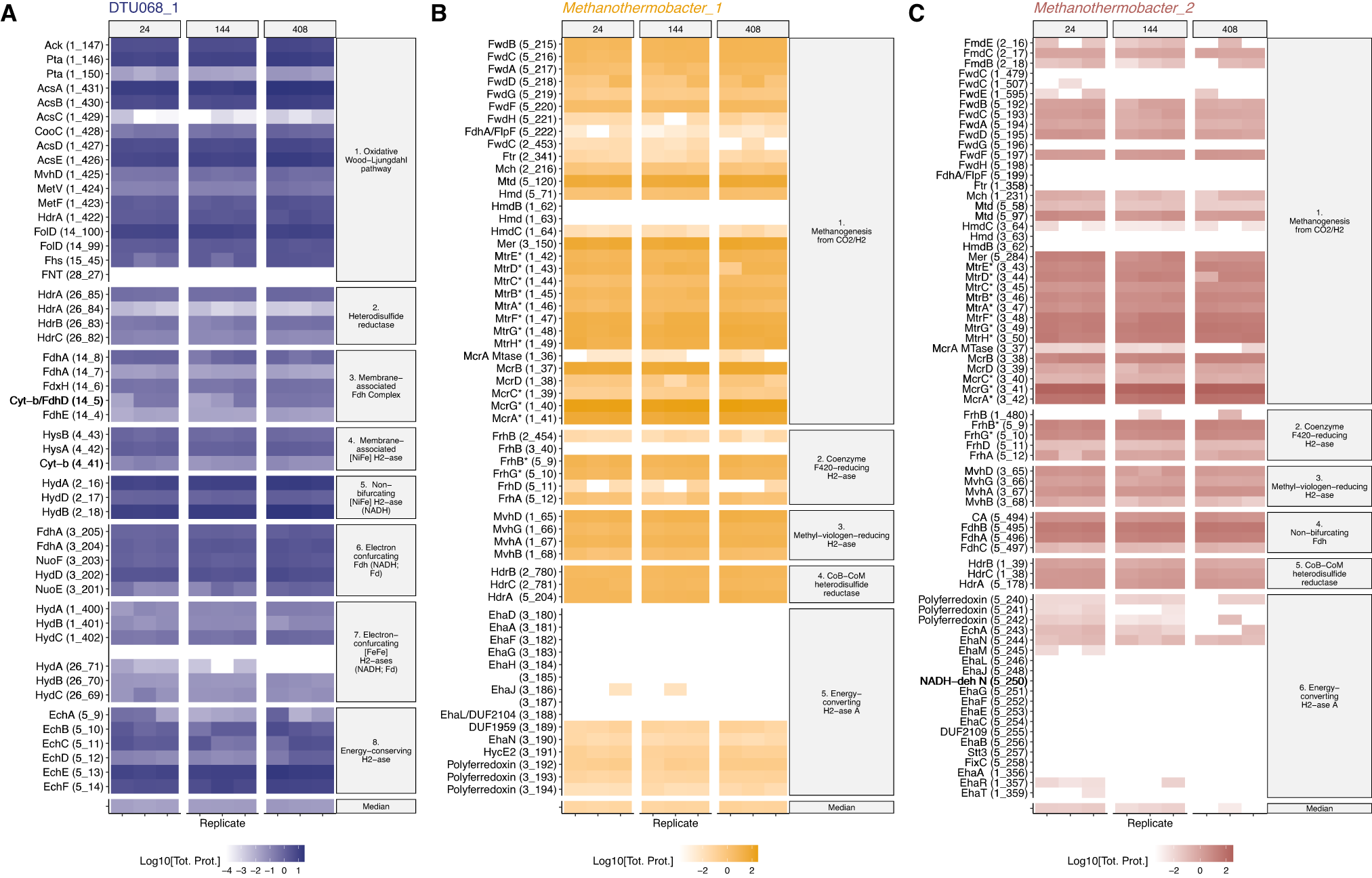 Fig. 4: Protein expression of key metabolic pathways in the three-member SAO consortium.