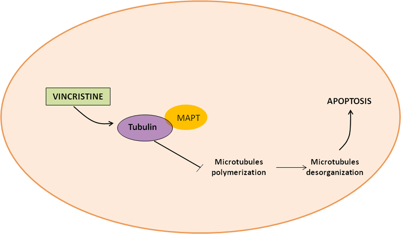 Frontiers  Pharmacogenetics of pediatric acute lymphoblastic leukemia in  Uruguay: adverse events related to induction phase drugs