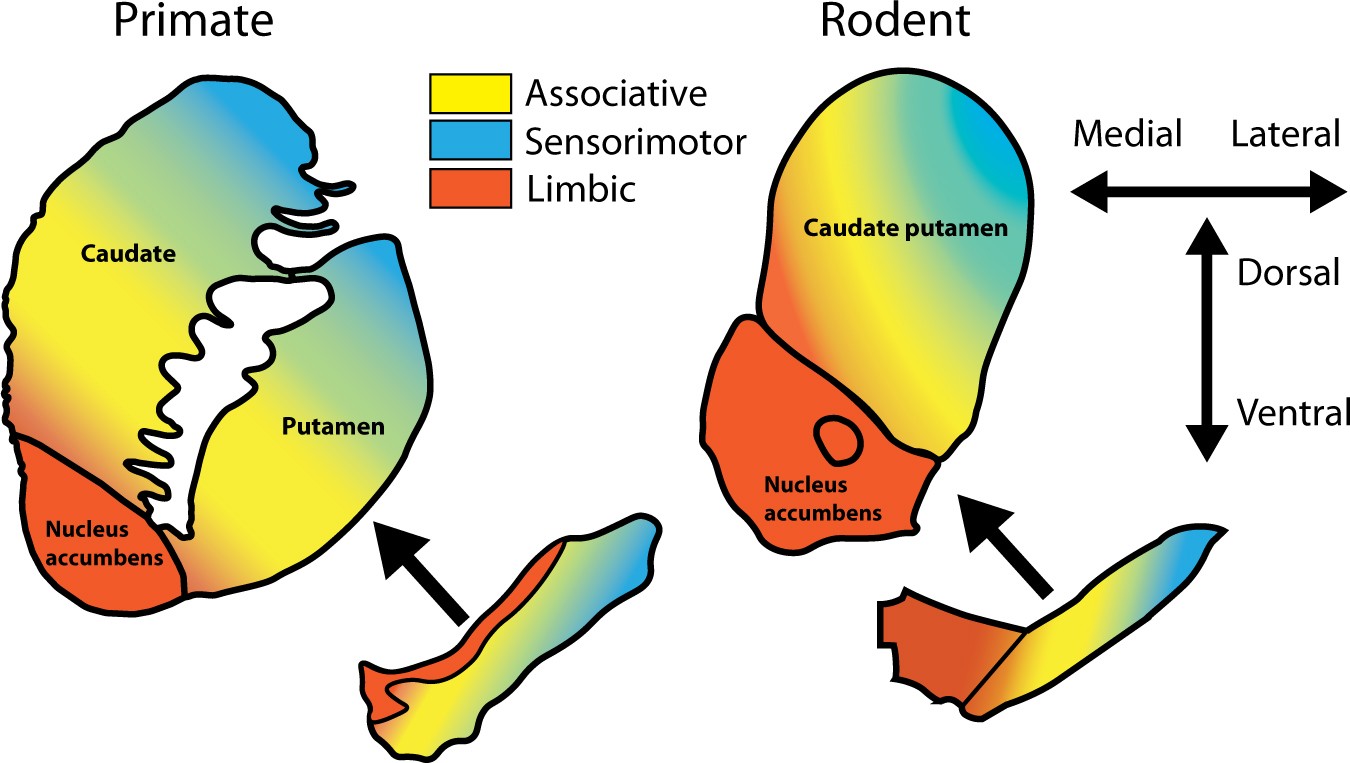 New Dopamine Test May Allow for Earlier Detection of Neurological