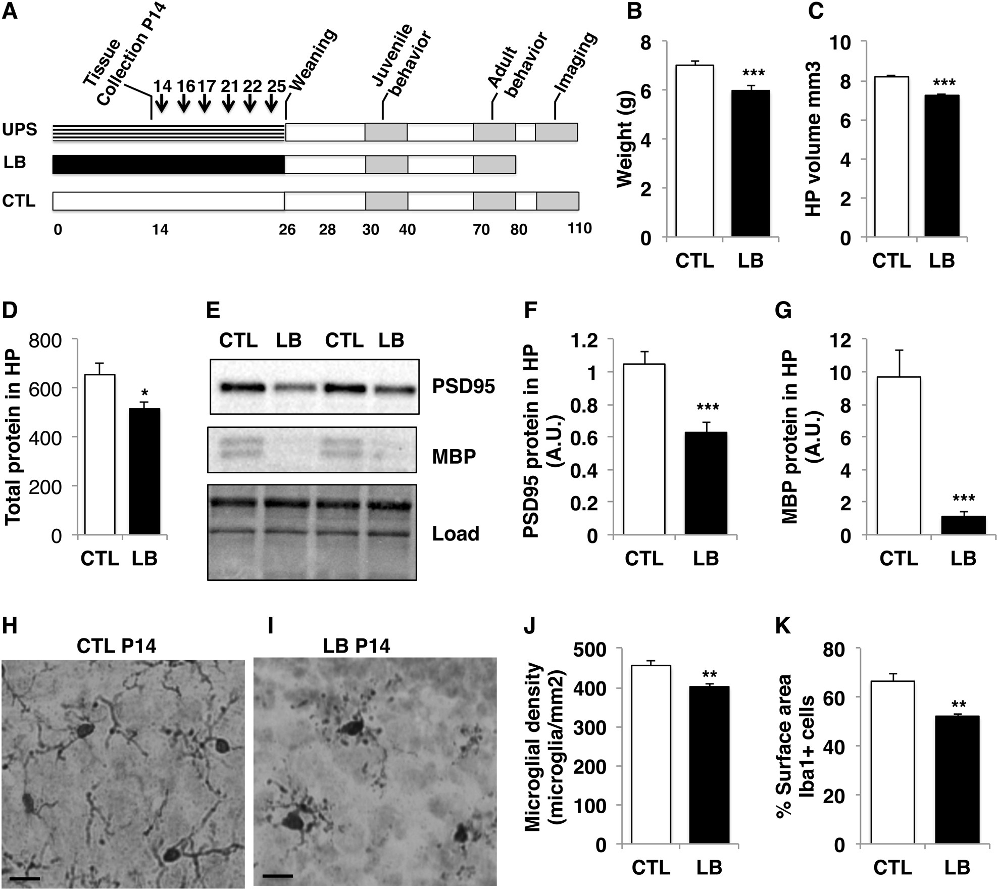 Early Life Stress Can Have Lasting >> Amygdala Hyper Connectivity In A Mouse Model Of Unpredictable Early Early Life Stress Can Have Lasting >> Amygdala Hyper Connectivity In A Mouse Model Of Unpredictable Early
