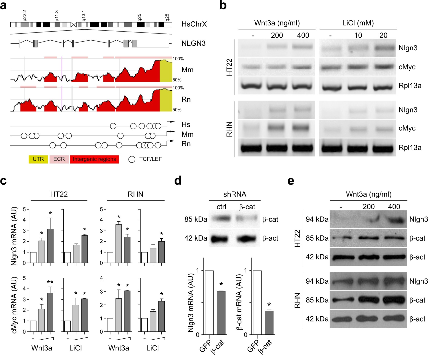 Wnt B Catenin Signaling Stimulates The Expression And Synaptic Clustering Of The Autism Associated Neuroligin 3 Gene Translational Psychiatry